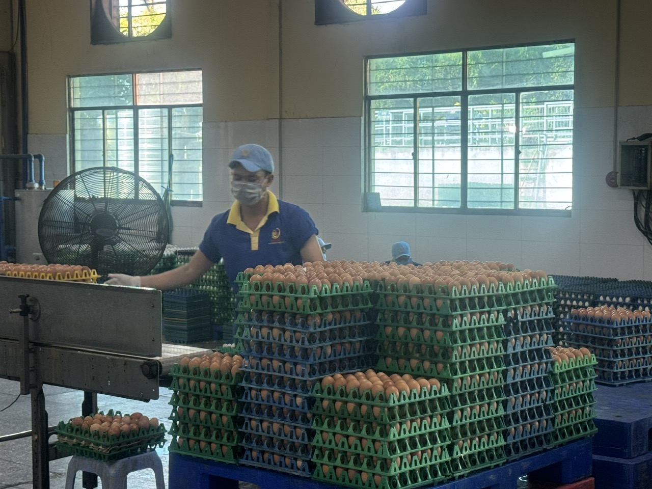 Nghịch lý giá trứng giảm, giá thịt tăng - Ảnh 3.