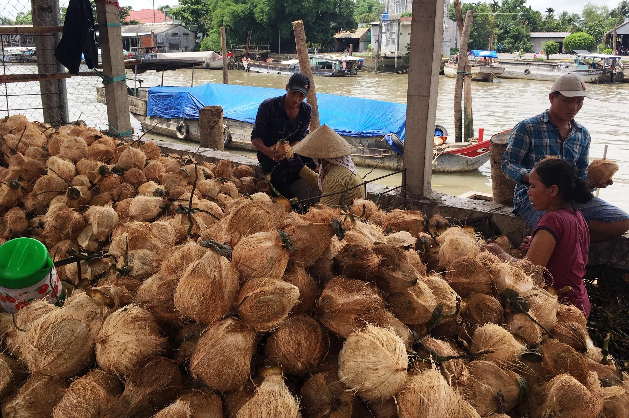 Vì sao xứ dừa Bến Tre phải nhập khẩu dừa nguyên liệu từ Indonesia?- Ảnh 2.