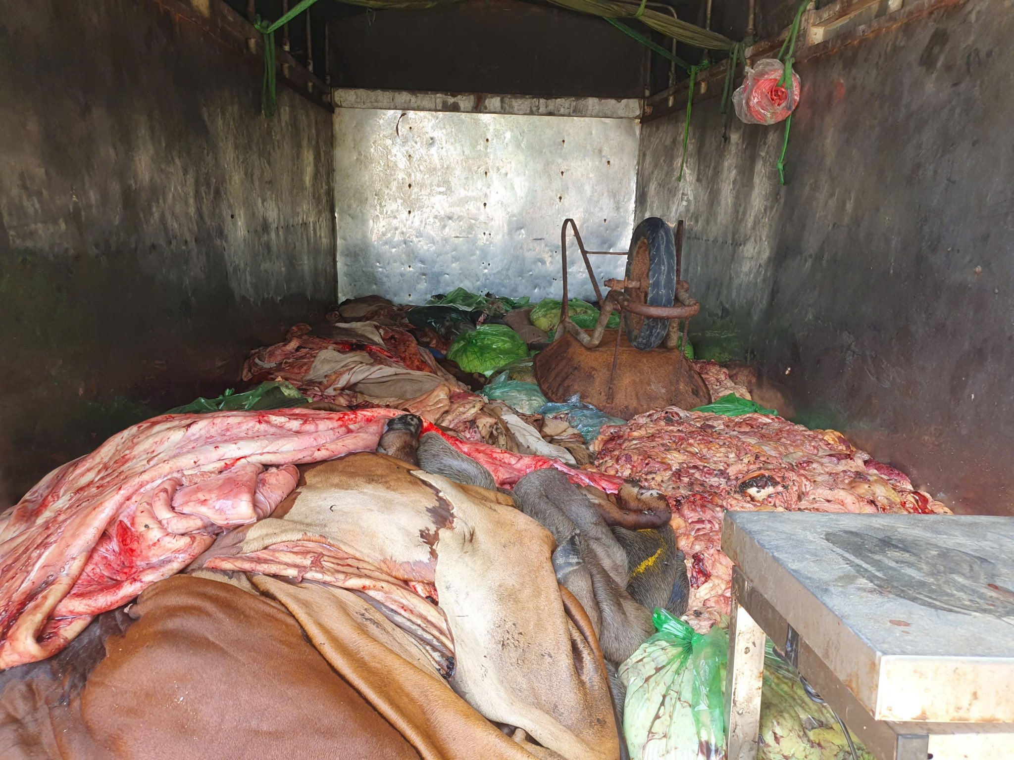 Chở 1,1 tấn da, nội tạng động vật bẩn từ Hà Tĩnh ra Nghệ An tiêu thụ - Ảnh 1.