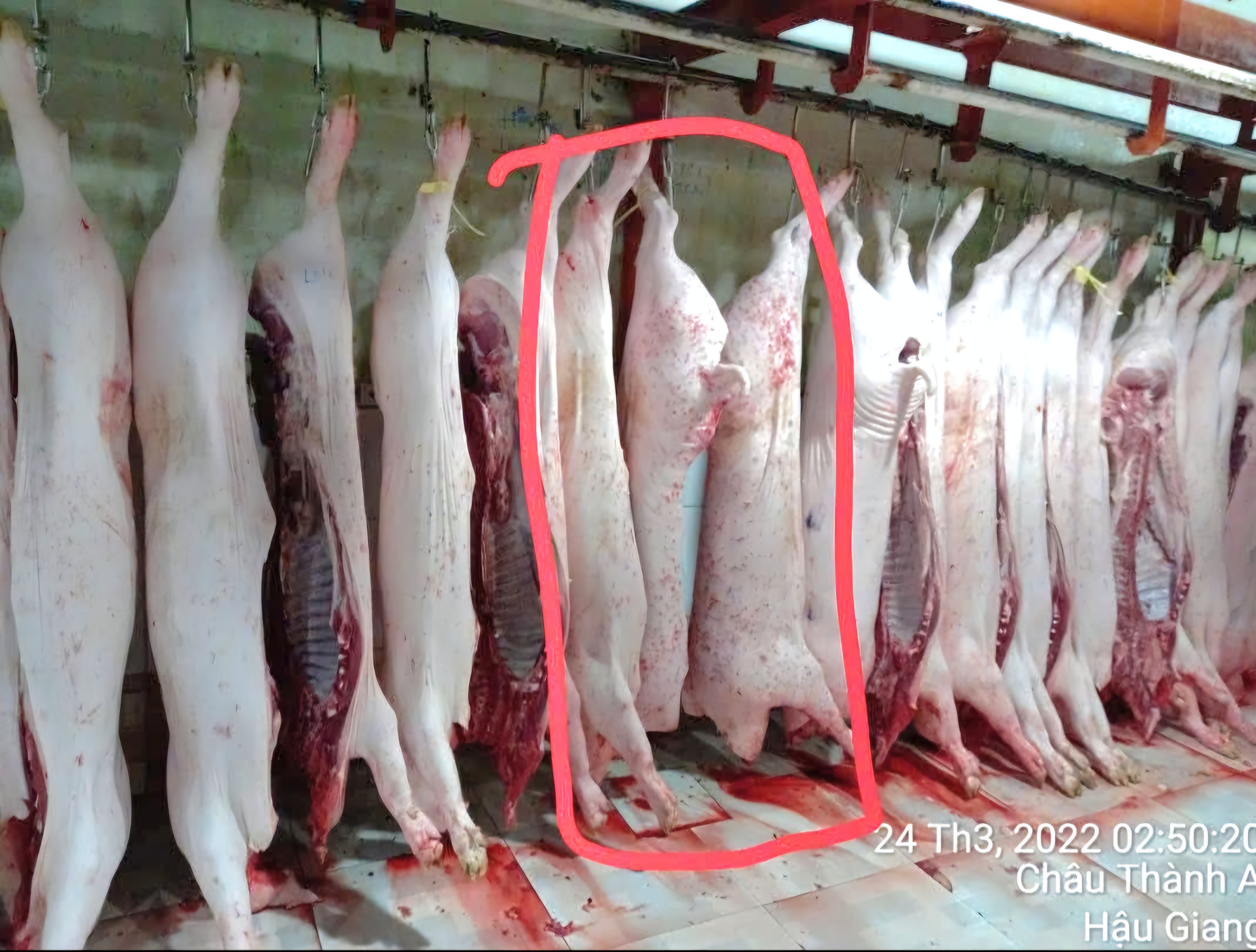 Vụ Công ty C.P bị tố ‘bán thịt bẩn’: Công an Hậu Giang, Sóc Trăng xác minh - Ảnh 1.