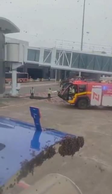 Đàn ong vây kín cửa, máy bay hoãn chuyến - Ảnh 2.