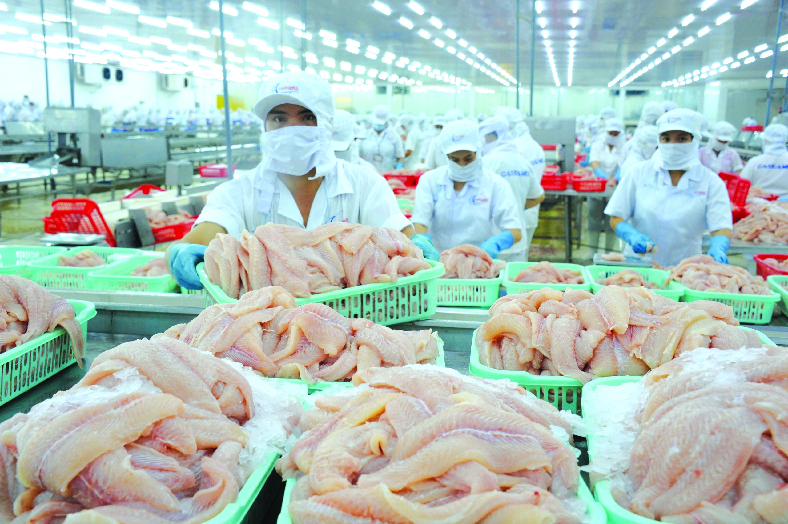 Nỗ lực phi thường của cá tra Việt Nam- Ảnh 1. Nỗ lực phi thường của cá tra Việt Nam- Ảnh 1.