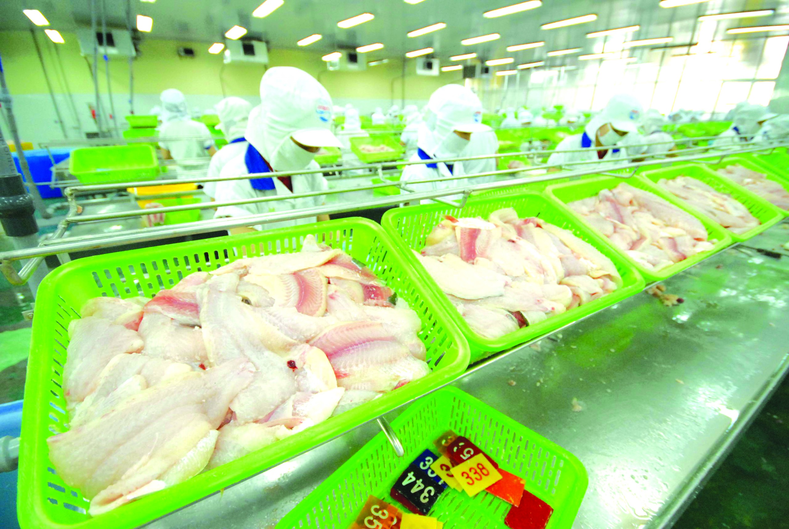 Nỗ lực phi thường của cá tra Việt Nam- Ảnh 2. Nỗ lực phi thường của cá tra Việt Nam- Ảnh 2.