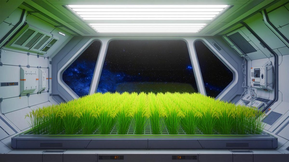 Trồng lúa trên mặt trăng, sao Hỏa - Ảnh 1.