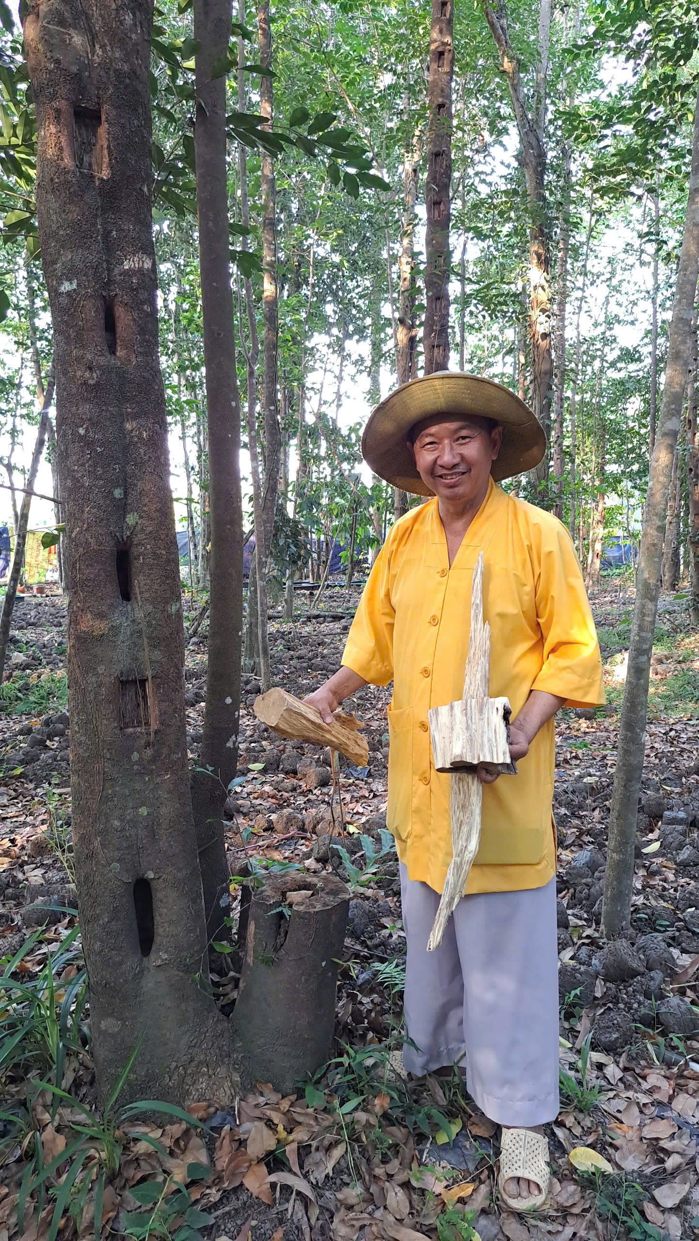 Khát vọng trầm hương của 'nhà sư Thị Kính': Rừng dó bầu nơi cửa Phật- Ảnh 3. Khát vọng trầm hương của 'nhà sư Thị Kính': Rừng dó bầu nơi cửa Phật- Ảnh 3.