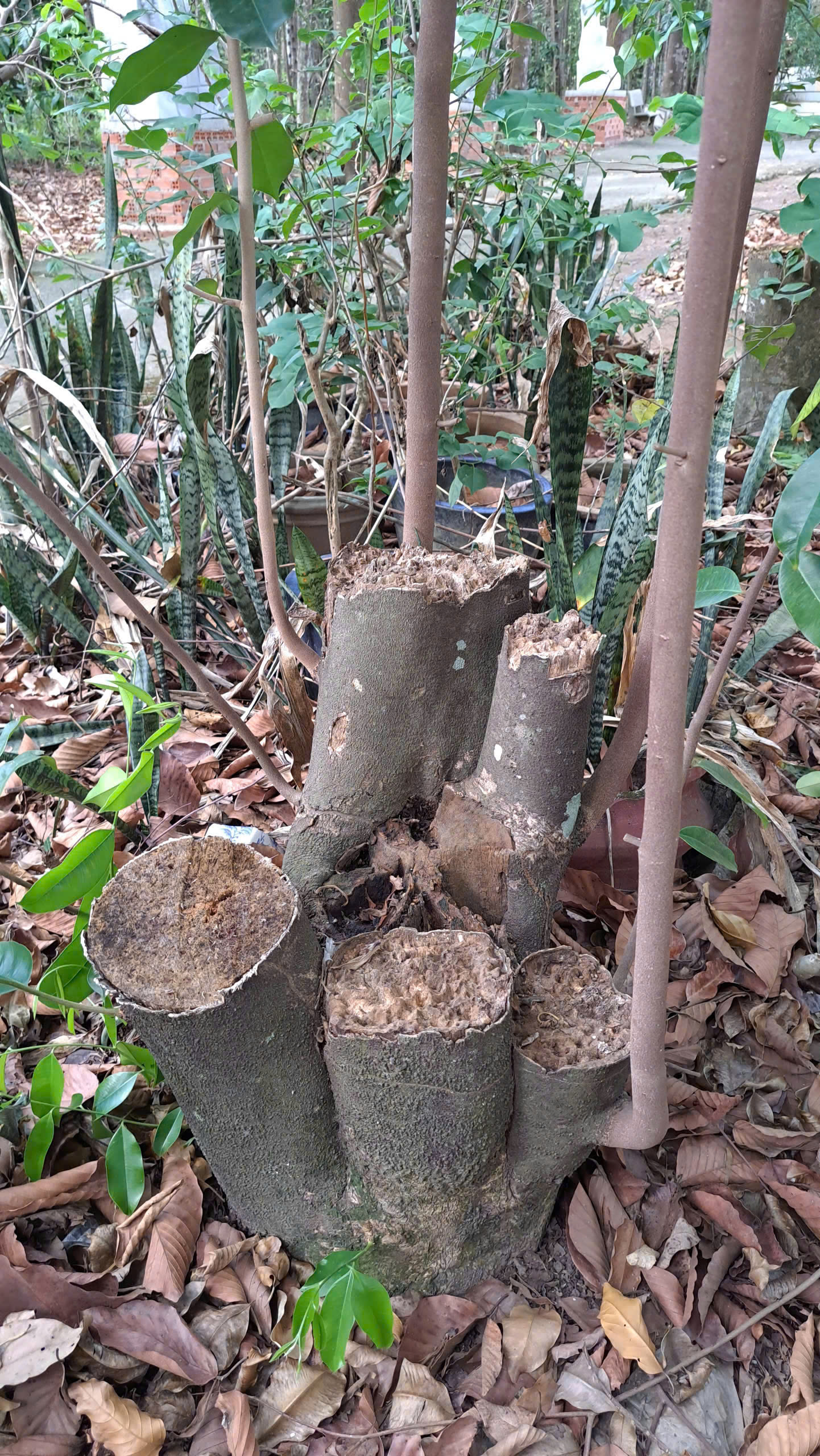 Khát vọng trầm hương của 'nhà sư Thị Kính': Để gỗ của các vị thần lên hương- Ảnh 1. Khát vọng trầm hương của 'nhà sư Thị Kính': Để gỗ của các vị thần lên hương- Ảnh 1.