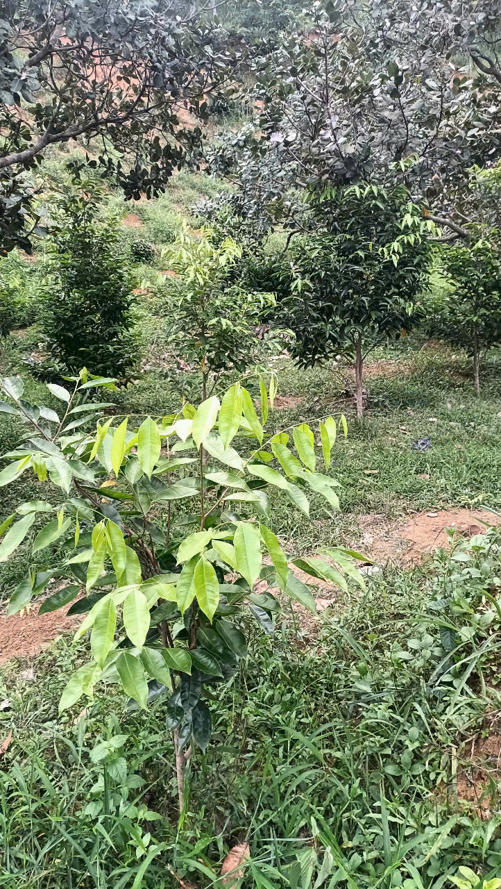 Khát vọng trầm hương của 'nhà sư Thị Kính': Bảo mẫu dó bầu ngậm ngải tìm trầm- Ảnh 4. Khát vọng trầm hương của 'nhà sư Thị Kính': Bảo mẫu dó bầu ngậm ngải tìm trầm- Ảnh 4.