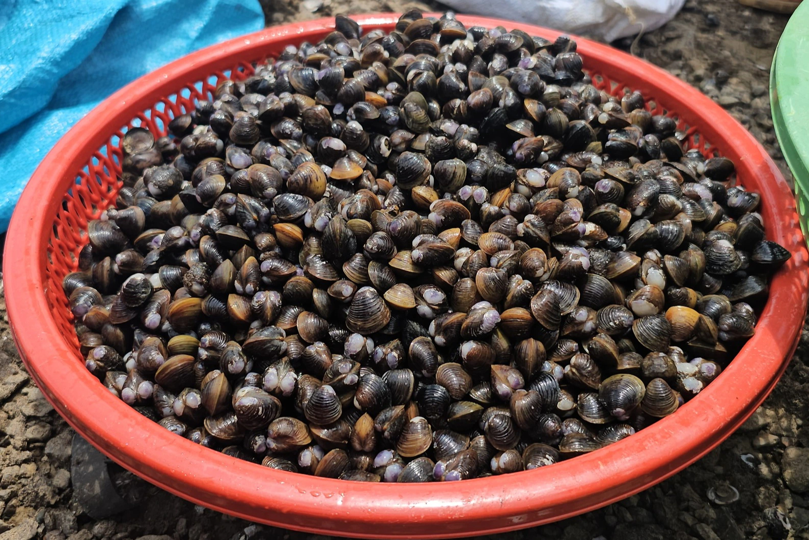 Về hồ Trị An xúc hến miễn phí: Trải nghiệm cuối tuần tuyệt vời- Ảnh 7. Về hồ Trị An xúc hến miễn phí: Trải nghiệm cuối tuần tuyệt vời- Ảnh 7.