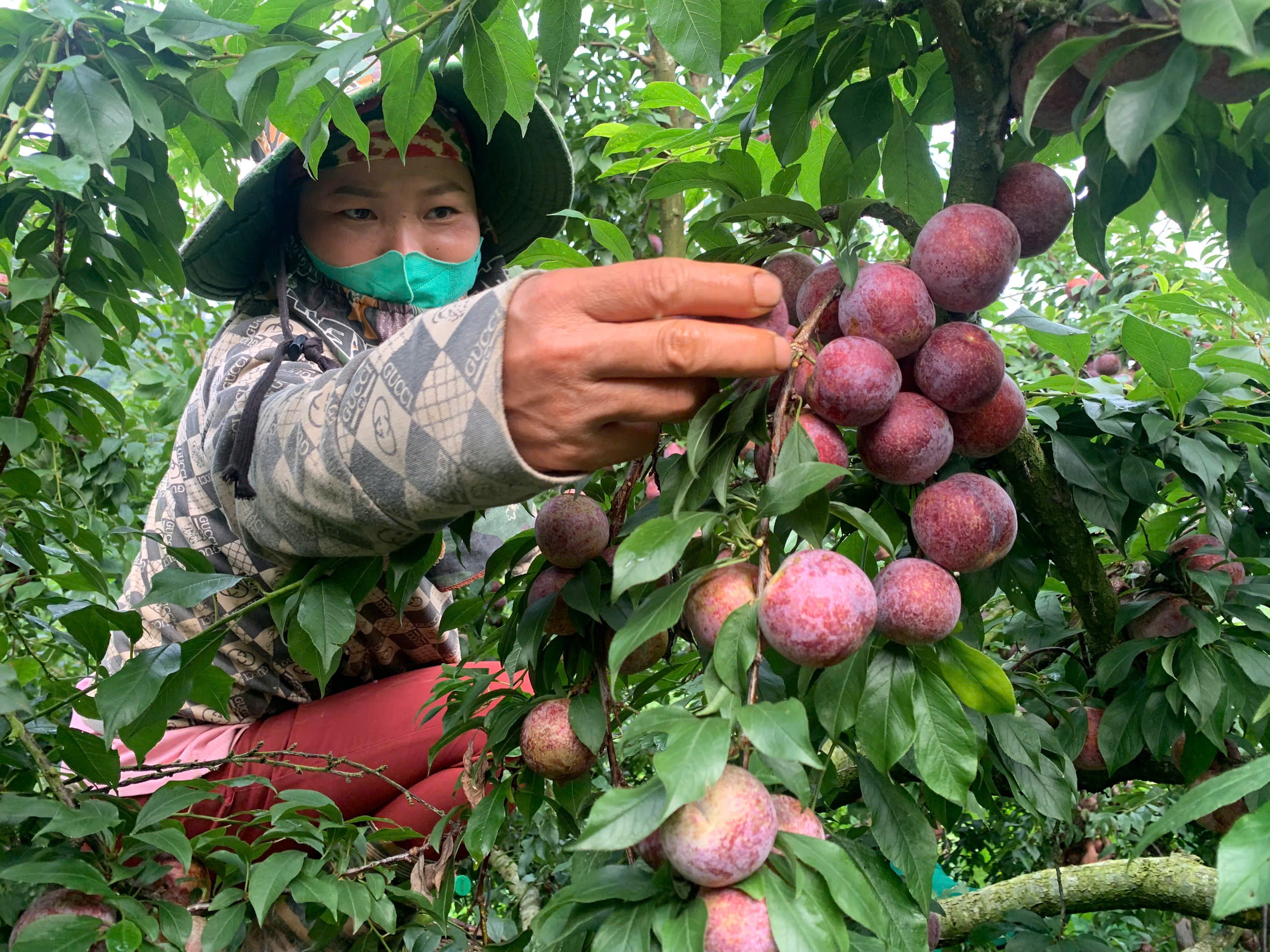 Tìm đường 'cứu' vải, mận- Ảnh 1. Tìm đường 'cứu' vải, mận- Ảnh 1.