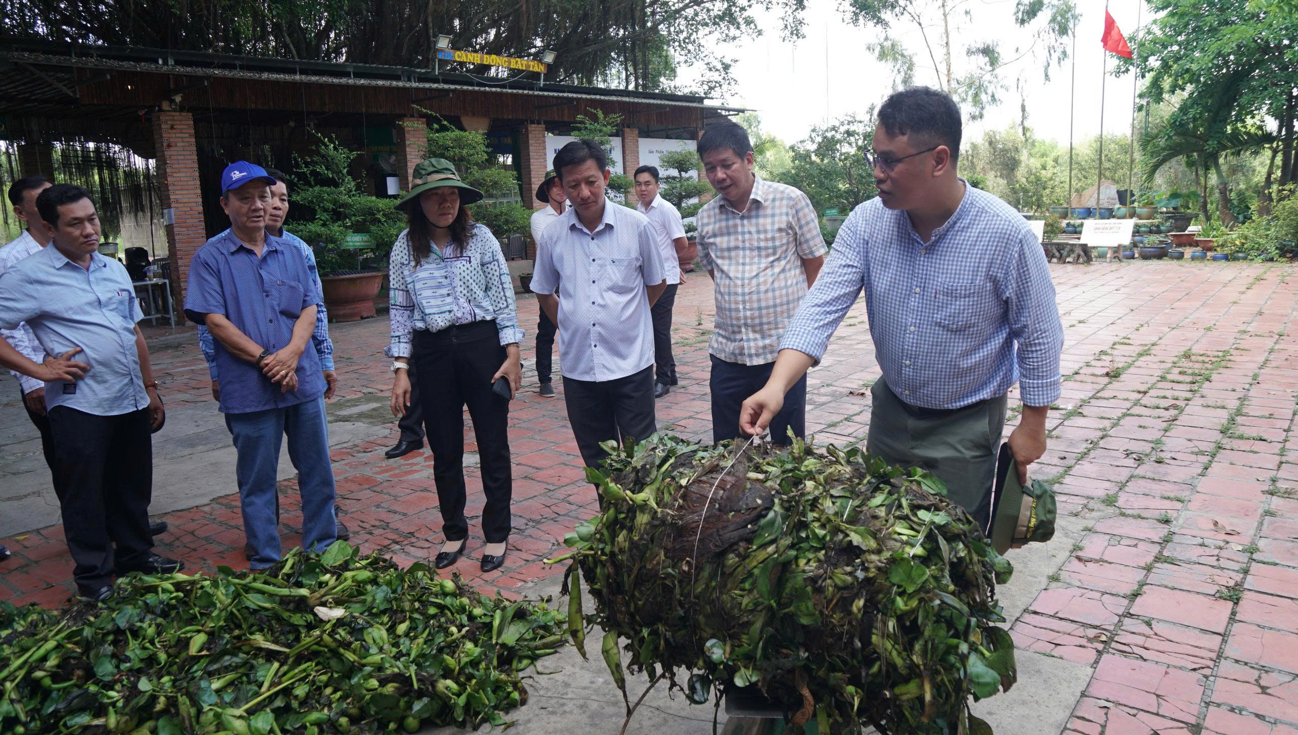 Thân phận lục bình Nam bộ: Dược liệu quý hay của nợ?- Ảnh 3. Thân phận lục bình Nam bộ: Dược liệu quý hay của nợ?- Ảnh 3.
