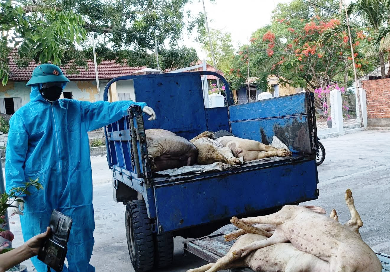Một phường ở TP.Đà Nẵng bùng phát dịch tả lợn châu Phi- Ảnh 1. Một phường ở TP.Đà Nẵng bùng phát dịch tả lợn châu Phi- Ảnh 1.