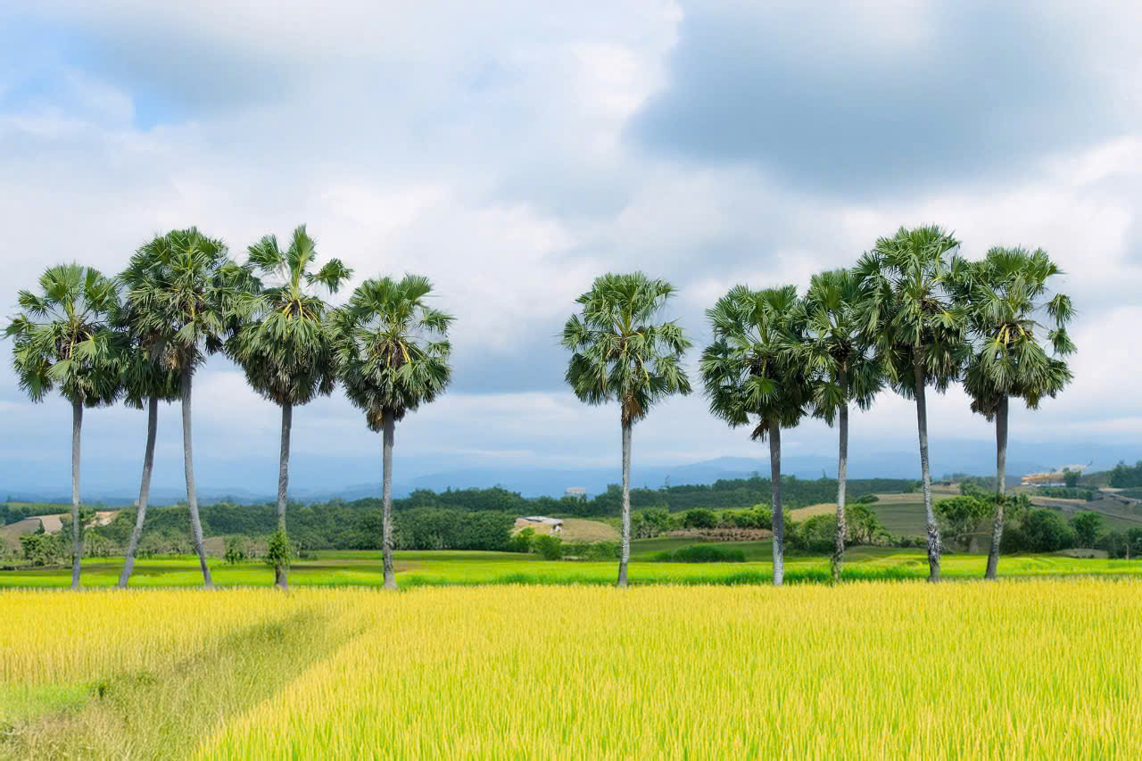 Về miền Tây ngắm hàng thốt nốt trăm tuổi, nghe chuyện nấu đường ở Vĩnh Long - Ảnh 2.