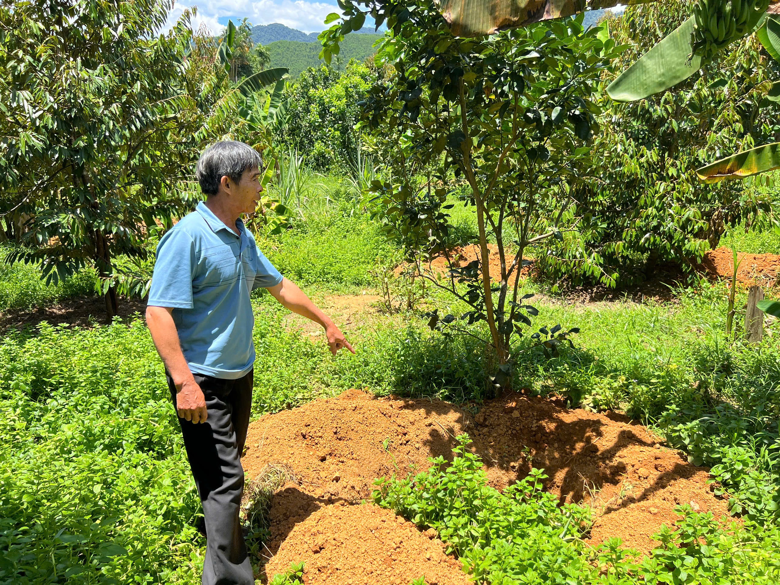Lợn chết hàng loạt, người đứng đầu ngành nông nghiệp TP.Huế nói: 'Đang kiểm soát dịch bệnh'- Ảnh 1. Lợn chết hàng loạt, người đứng đầu ngành nông nghiệp TP.Huế nói: 'Đang kiểm soát dịch bệnh'- Ảnh 1.