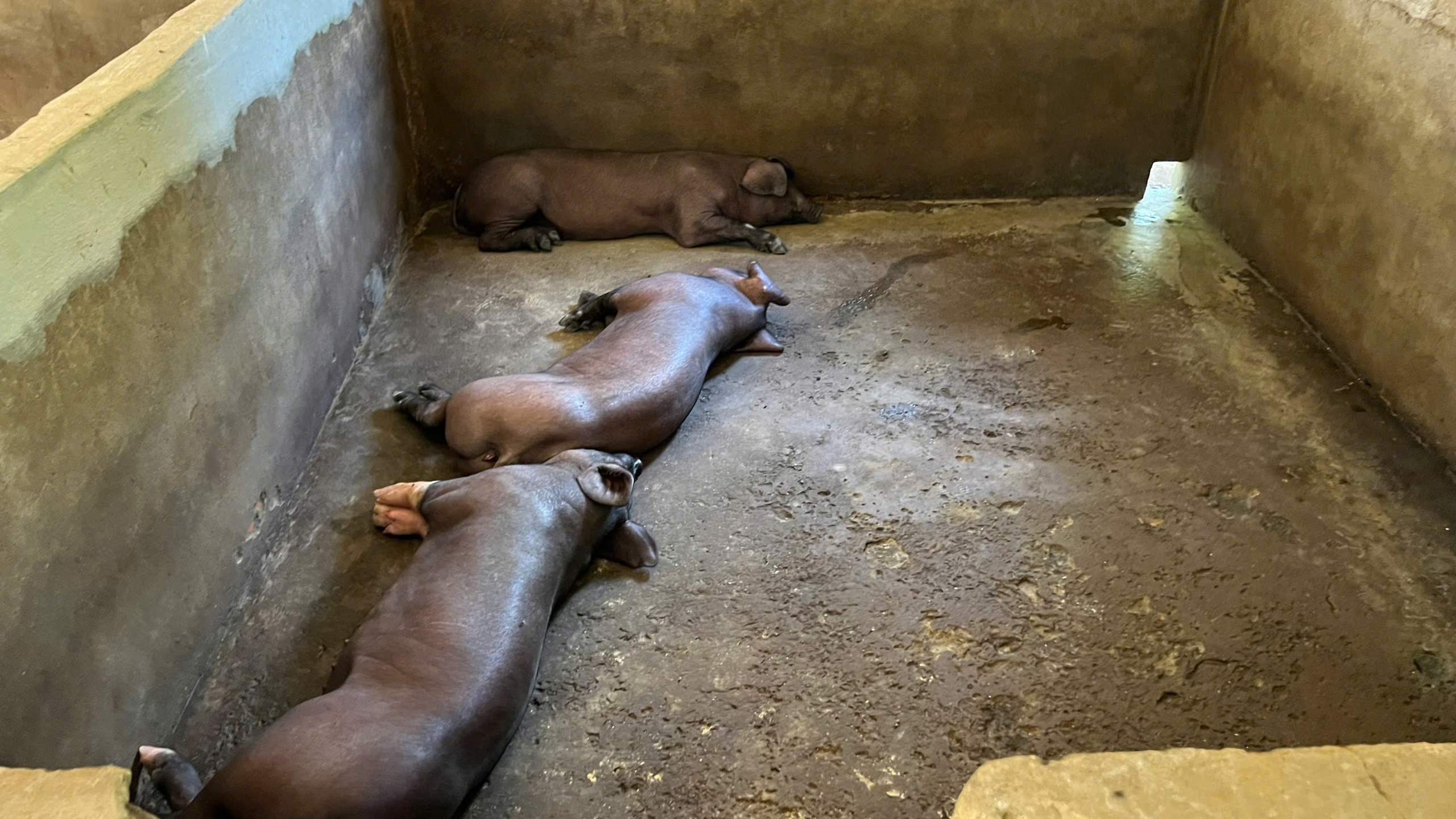 Lợn chết hàng loạt, người đứng đầu ngành nông nghiệp TP.Huế nói: 'Đang kiểm soát dịch bệnh'- Ảnh 2. Lợn chết hàng loạt, người đứng đầu ngành nông nghiệp TP.Huế nói: 'Đang kiểm soát dịch bệnh'- Ảnh 2.
