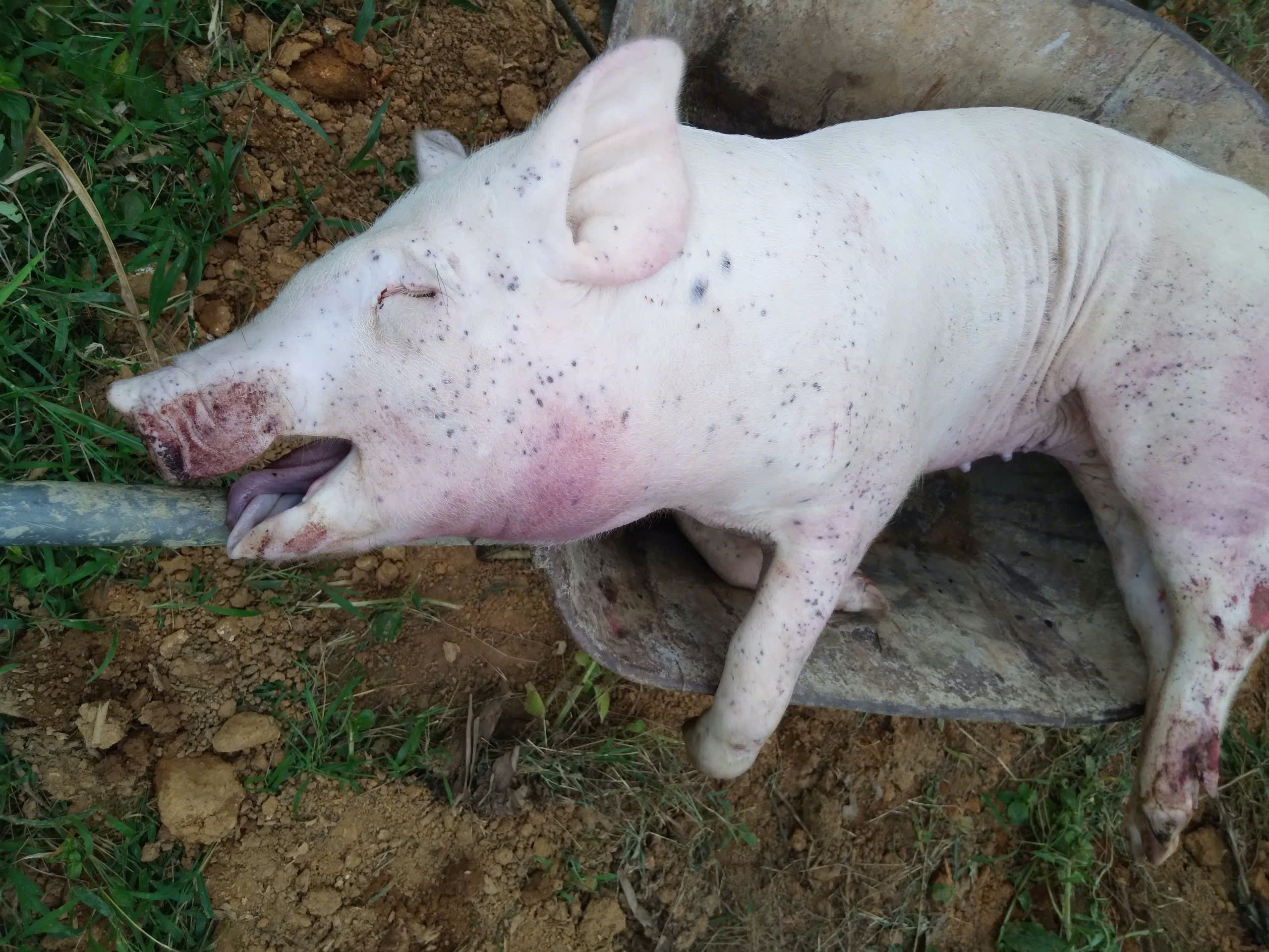 Lợn chết hàng loạt, người đứng đầu ngành nông nghiệp TP.Huế nói: 'Đang kiểm soát dịch bệnh'- Ảnh 3. Lợn chết hàng loạt, người đứng đầu ngành nông nghiệp TP.Huế nói: 'Đang kiểm soát dịch bệnh'- Ảnh 3.