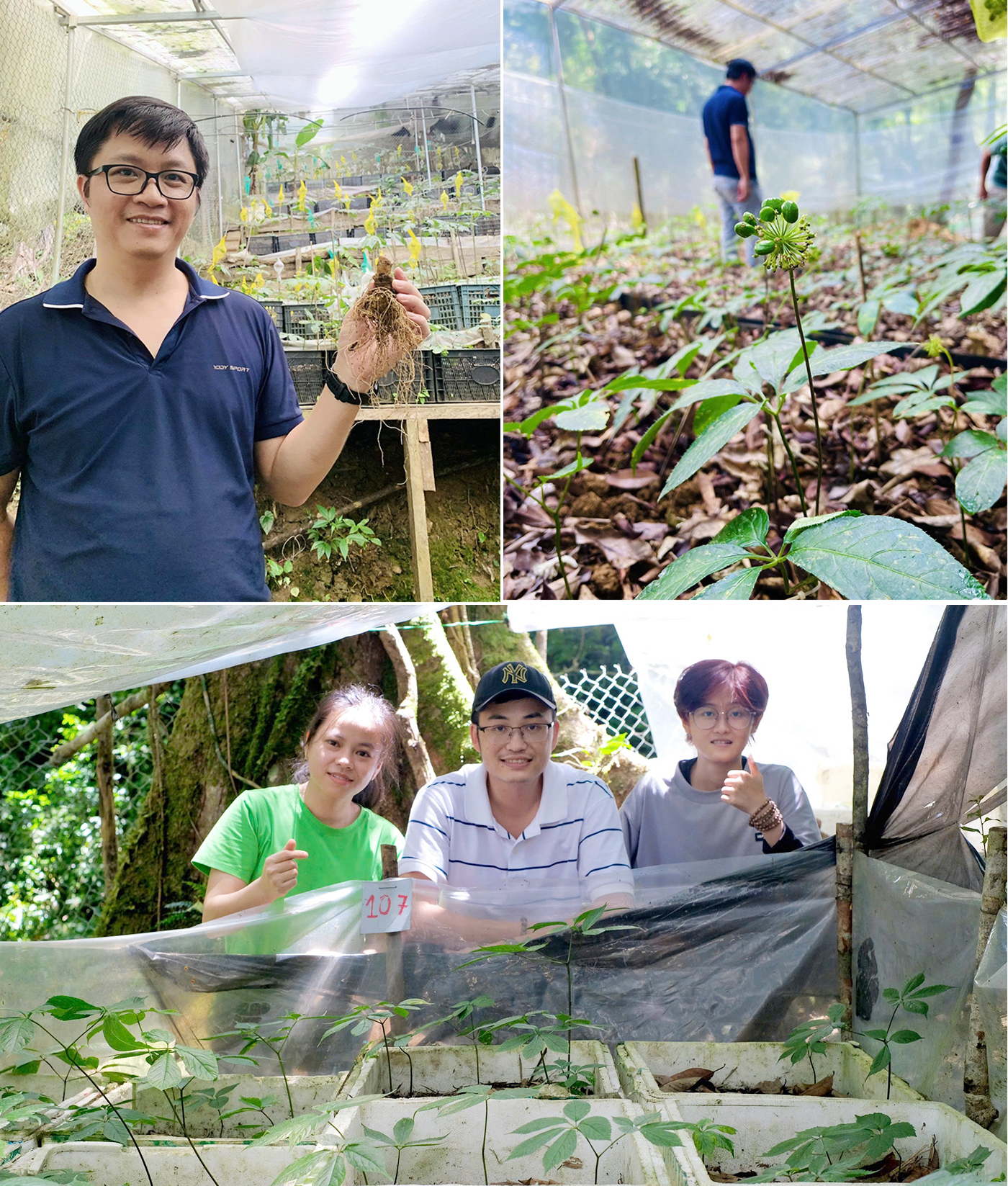 Các nhà khoa học ĐH Duy Tân phát hiện loài nấm gây thối rễ sâm Ngọc Linh- Ảnh 1. Các nhà khoa học ĐH Duy Tân phát hiện loài nấm gây thối rễ sâm Ngọc Linh- Ảnh 1.