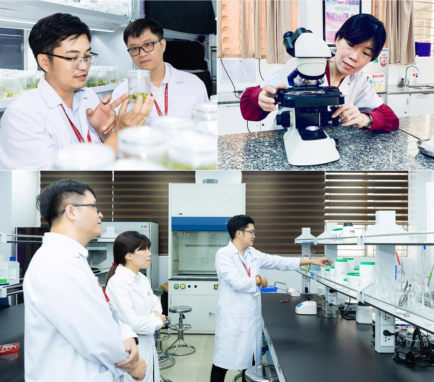 Các nhà khoa học ĐH Duy Tân phát hiện loài nấm gây thối rễ sâm Ngọc Linh- Ảnh 2. Các nhà khoa học ĐH Duy Tân phát hiện loài nấm gây thối rễ sâm Ngọc Linh- Ảnh 2.