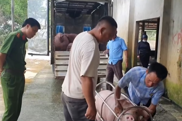 Người đàn ông bán 3 con lợn bị dịch tả lợn châu Phi cho lò mổ - Ảnh 1.