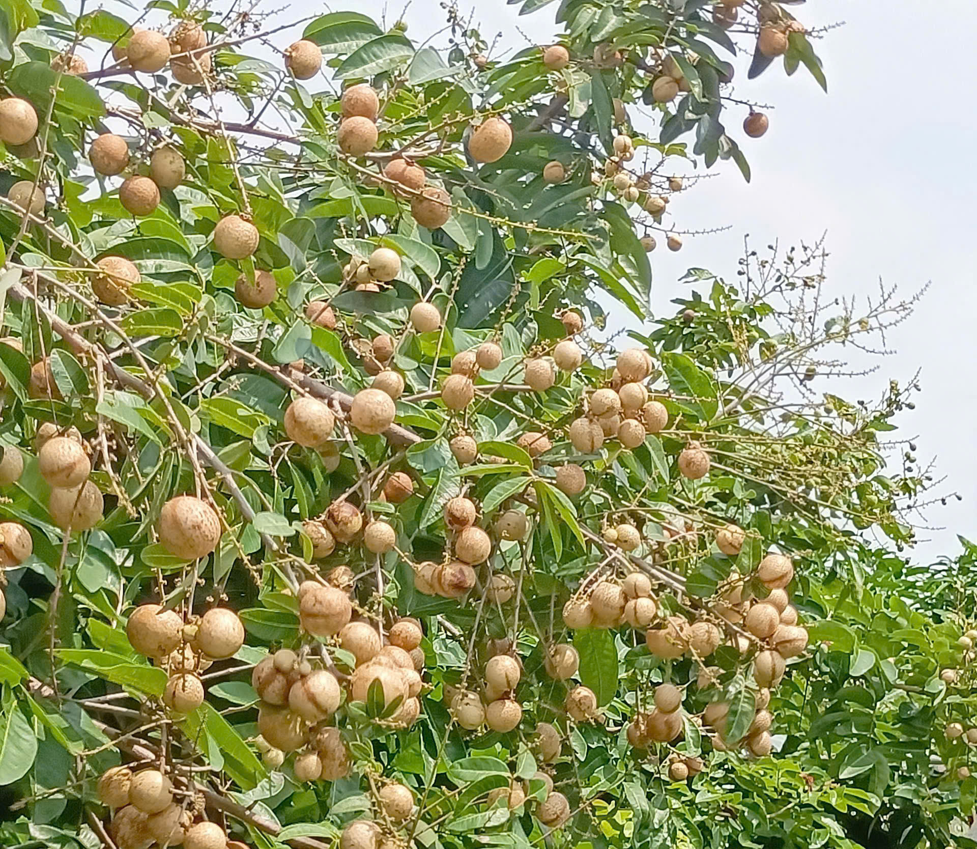 Độc đáo giống nhãn '2 trong 1' ở miền Tây- Ảnh 2. Độc đáo giống nhãn '2 trong 1' ở miền Tây- Ảnh 2.