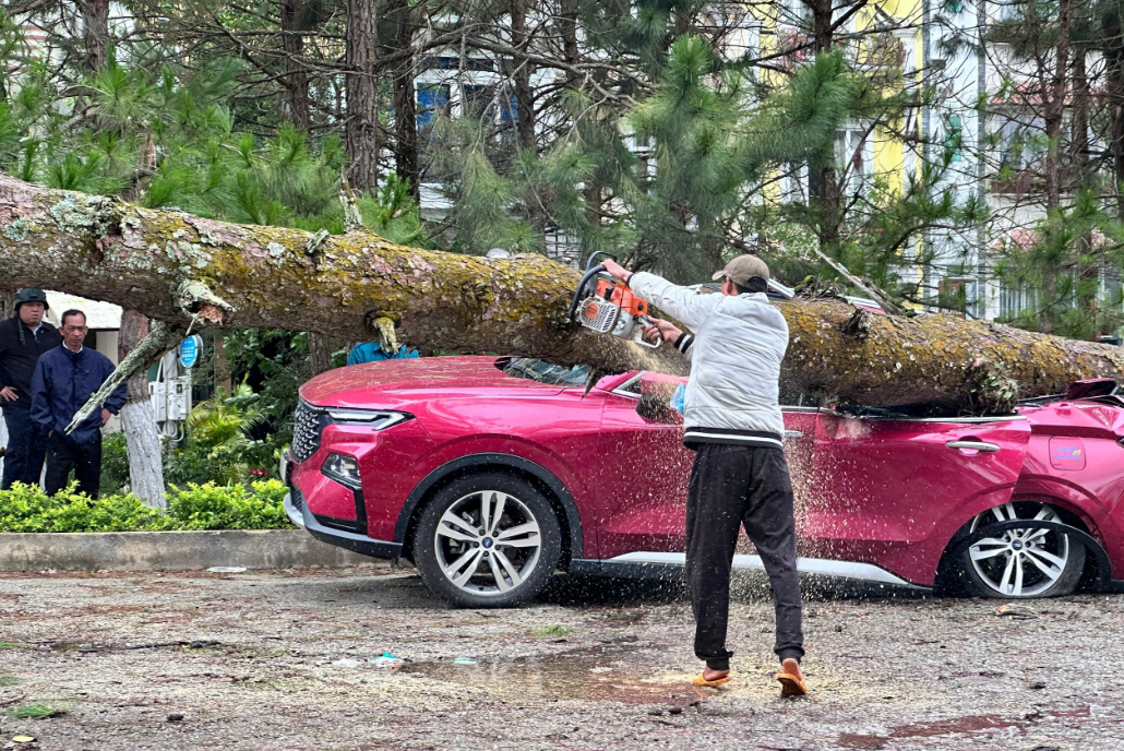 Cây xanh ngã đổ đè nhiều ô tô ở P.Xuân Hương – Đà Lạt- Ảnh 4. Cây xanh ngã đổ đè nhiều ô tô ở P.Xuân Hương – Đà Lạt- Ảnh 4.