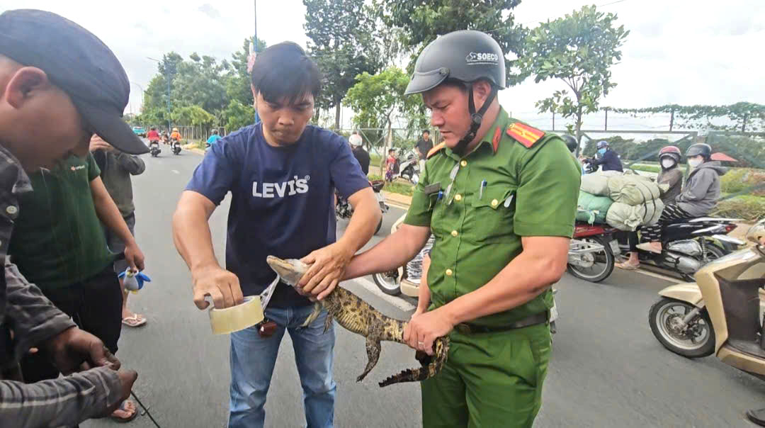 Bàn giao cá sấu bắt được dưới kênh Nước Đen ở TP.HCM cho kiểm lâm cứu hộ- Ảnh 1. Bàn giao cá sấu bắt được dưới kênh Nước Đen ở TP.HCM cho kiểm lâm cứu hộ- Ảnh 1.