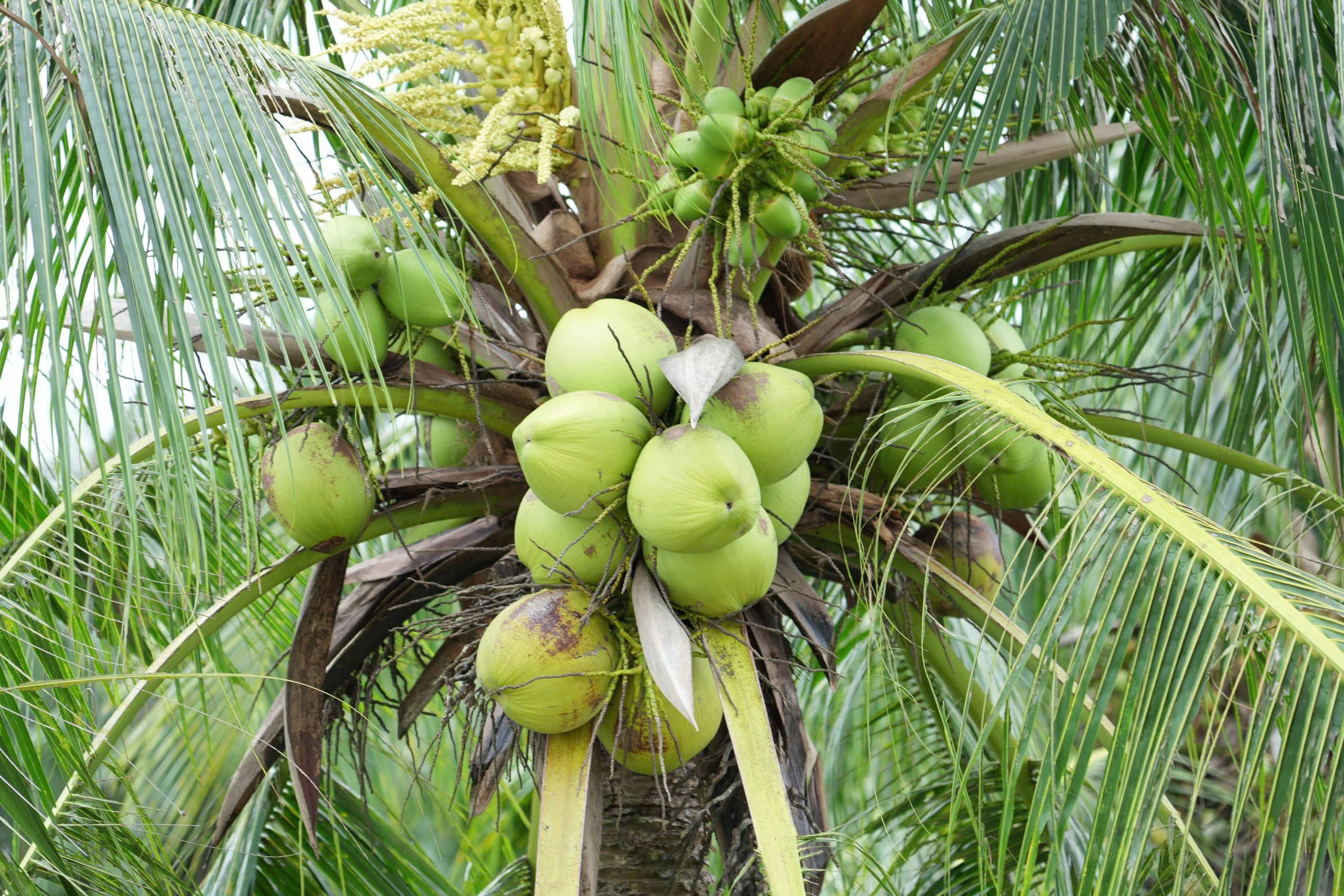 En l'honneur du « père » du cocotier à cire à Vinh Long - Photo 3. Truy tôn 'cha đẻ' của cây dừa sáp ở Vĩnh Long- Ảnh 3.