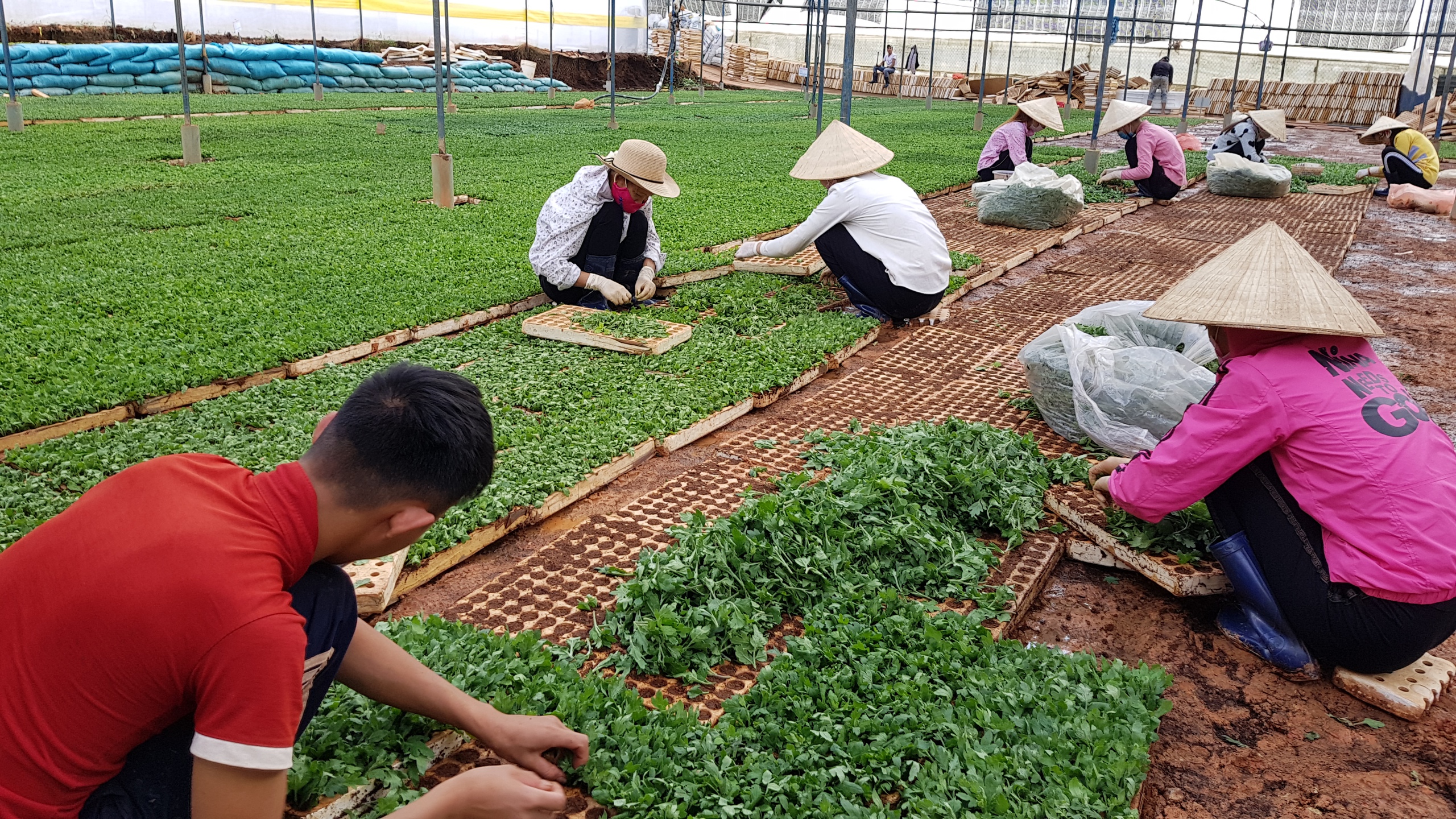 Lâm Viên - Đà Lạt, nơi hội tụ các làng hoa nổi tiếng- Ảnh 3. Lâm Viên - Đà Lạt, nơi hội tụ các làng hoa nổi tiếng- Ảnh 3.