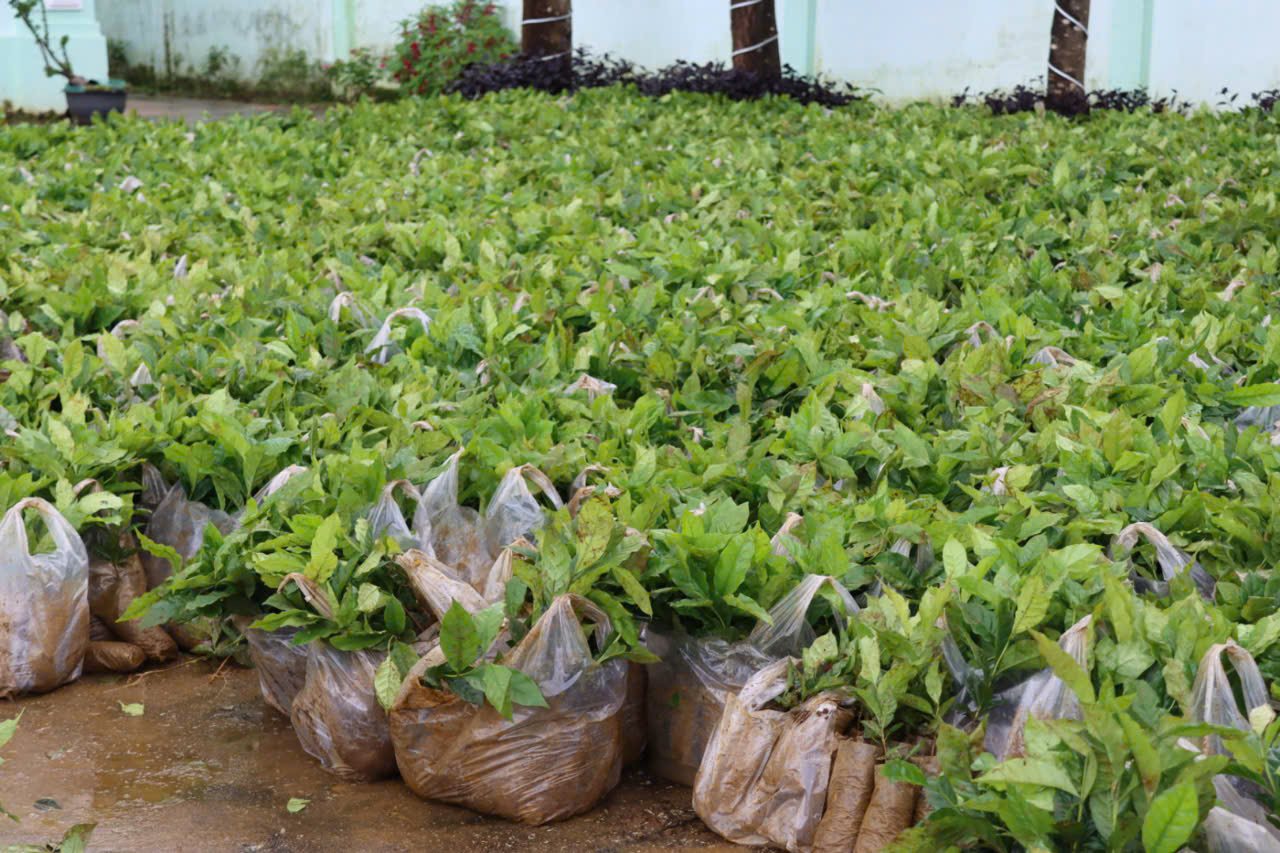 Đại hội Đảng bộ xã Tu Mơ Rông nhận cây giống để giúp người nghèo phát triển sinh kế - Ảnh 2. Đại hội Đảng bộ xã Tu Mơ Rông nhận cây giống để giúp người nghèo phát triển sinh kế - Ảnh 2.