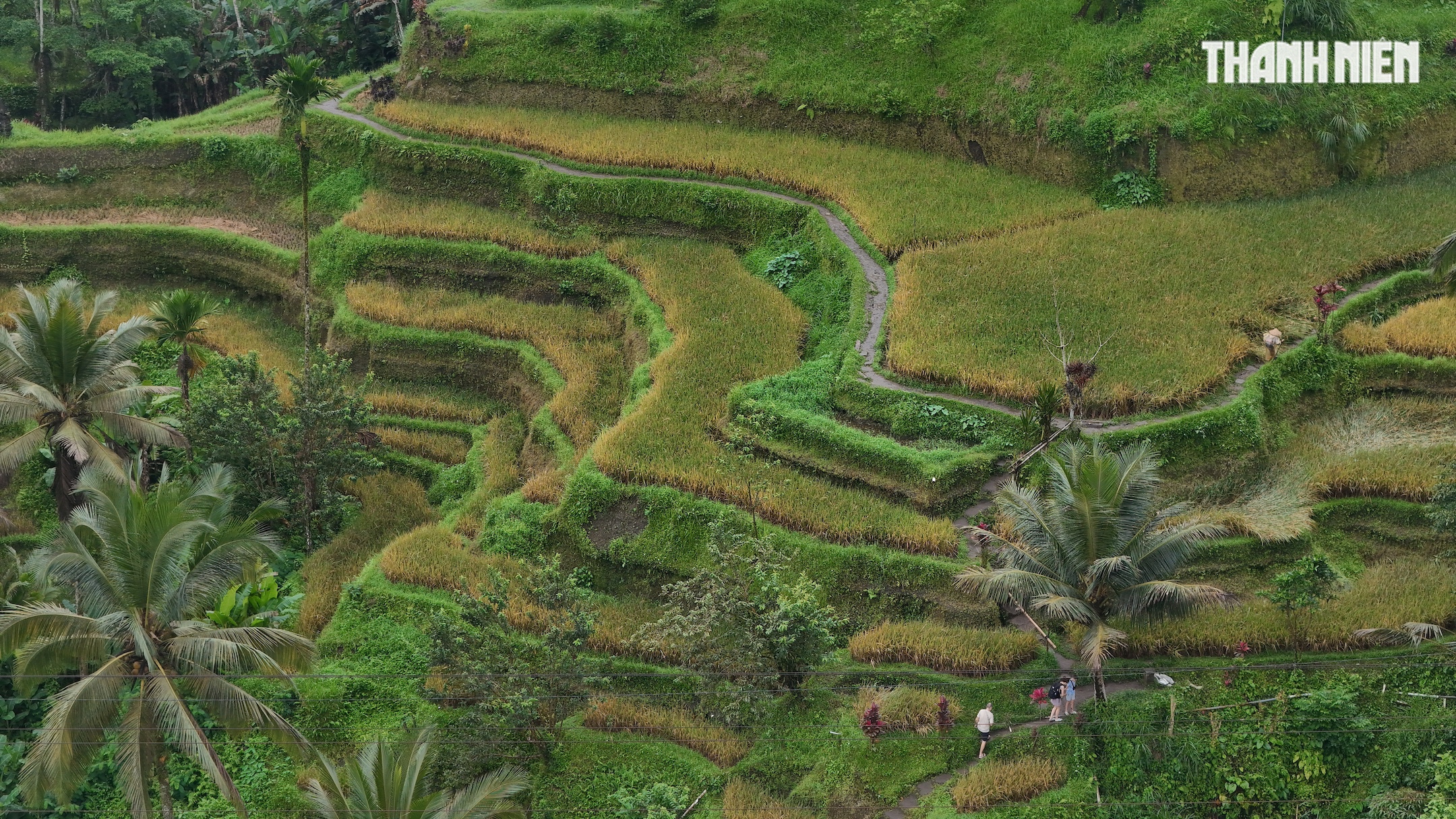 Giải mã bí ẩn trên ruộng bậc thang khiến du khách mê mẩn ở đảo Bali- Ảnh 4. Giải mã bí ẩn trên ruộng bậc thang khiến du khách mê mẩn ở đảo Bali- Ảnh 4.