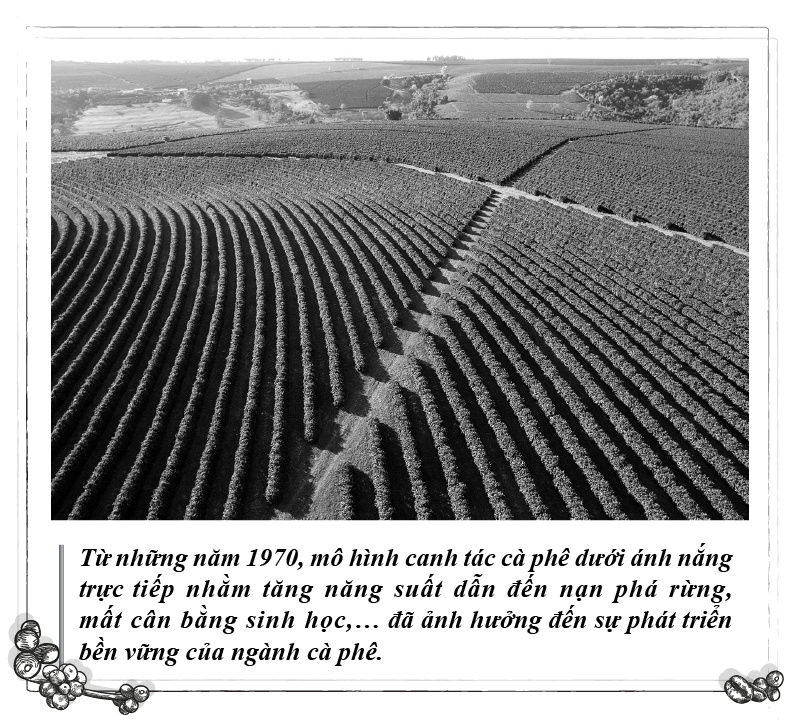 एपिसोड 112: कॉफ़ी और सतत विकास - फोटो 2. Kỳ 112: Cà phê và sự phát triển bền vững- Ảnh 2.