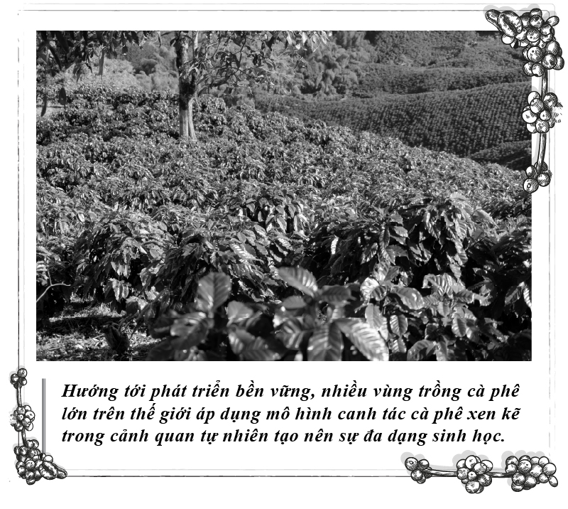 एपिसोड 112: कॉफ़ी और सतत विकास - फोटो 3. Kỳ 112: Cà phê và sự phát triển bền vững- Ảnh 3.