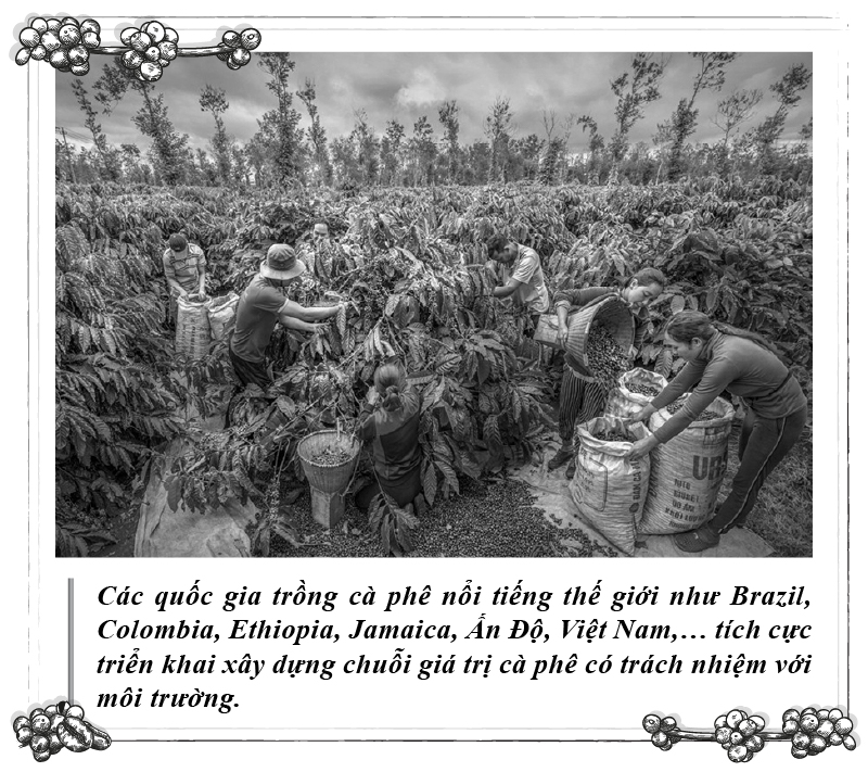 एपिसोड 112: कॉफ़ी और सतत विकास - फोटो 4. Kỳ 112: Cà phê và sự phát triển bền vững- Ảnh 4.