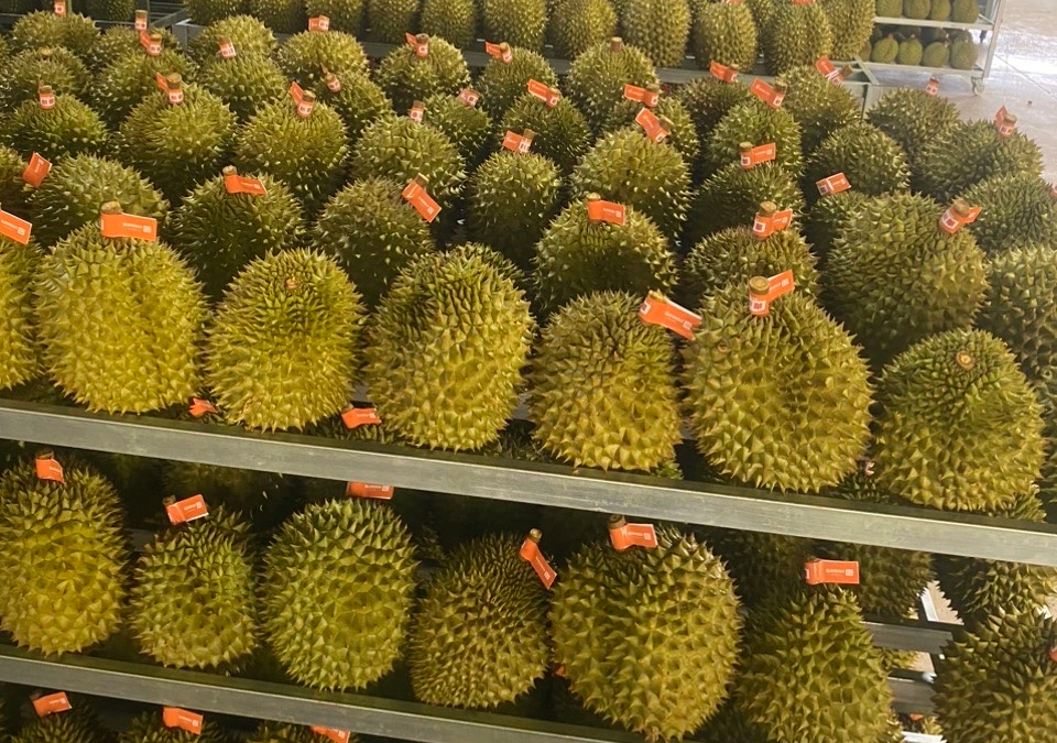 Xuất khẩu sầu riêng đông lạnh tăng 3 lần- Ảnh 2. Xuất khẩu sầu riêng đông lạnh tăng 3 lần- Ảnh 2.