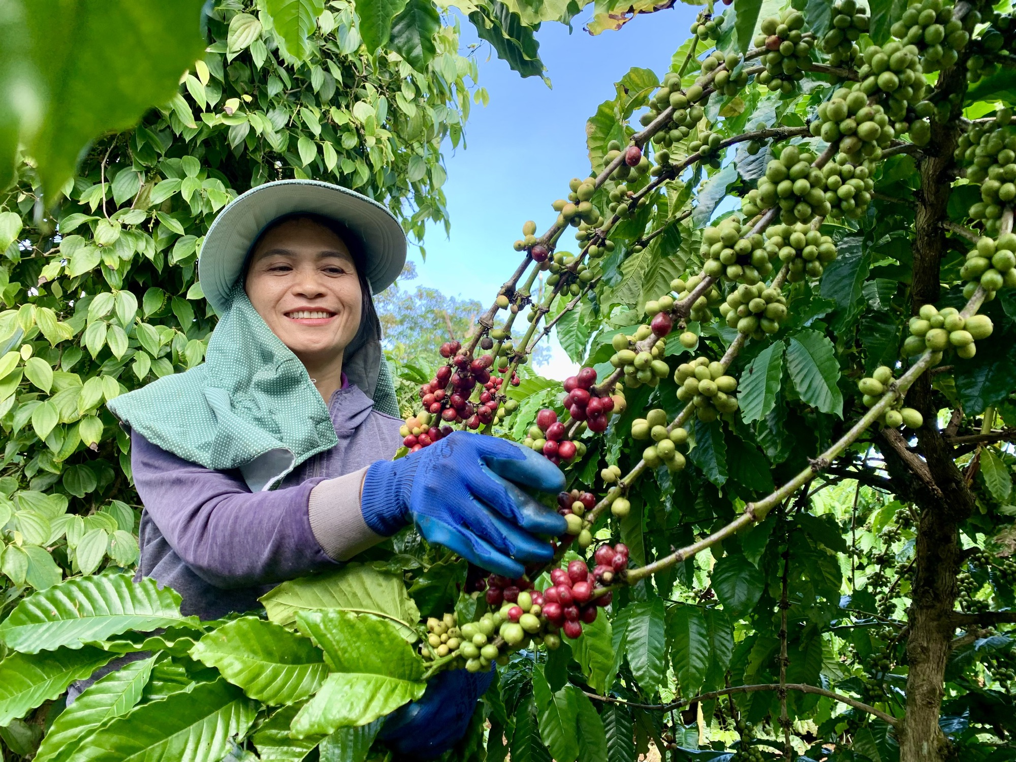 Thị trường than sinh học 3 , 3 tỉ USD và cơ hội vàng cho Việt Nam - Ảnh 2.