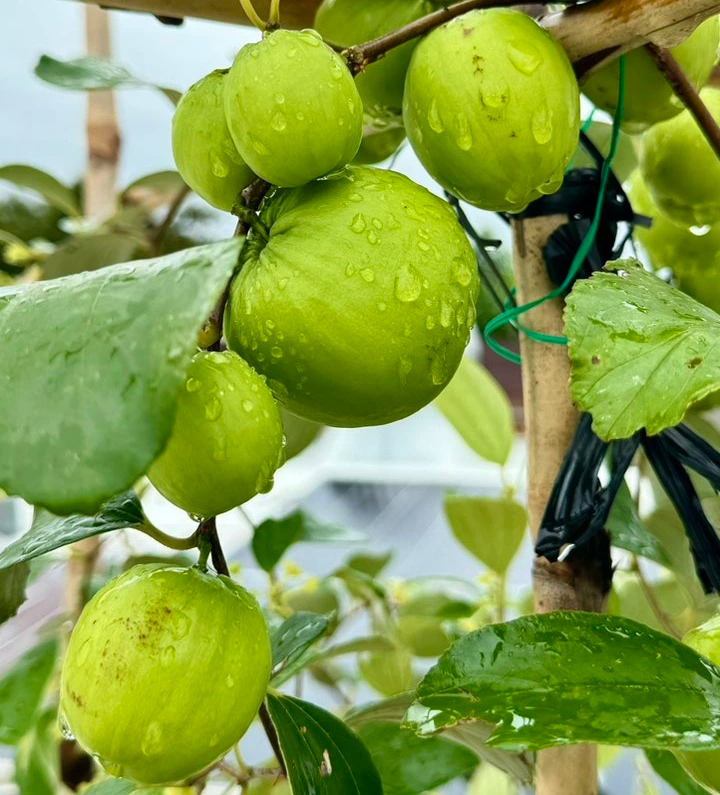‘Căn gác chữa lành’ xanh mướt với nhiều rau trái sạch của người phụ nữ Đắk Lắk - Ảnh 2.