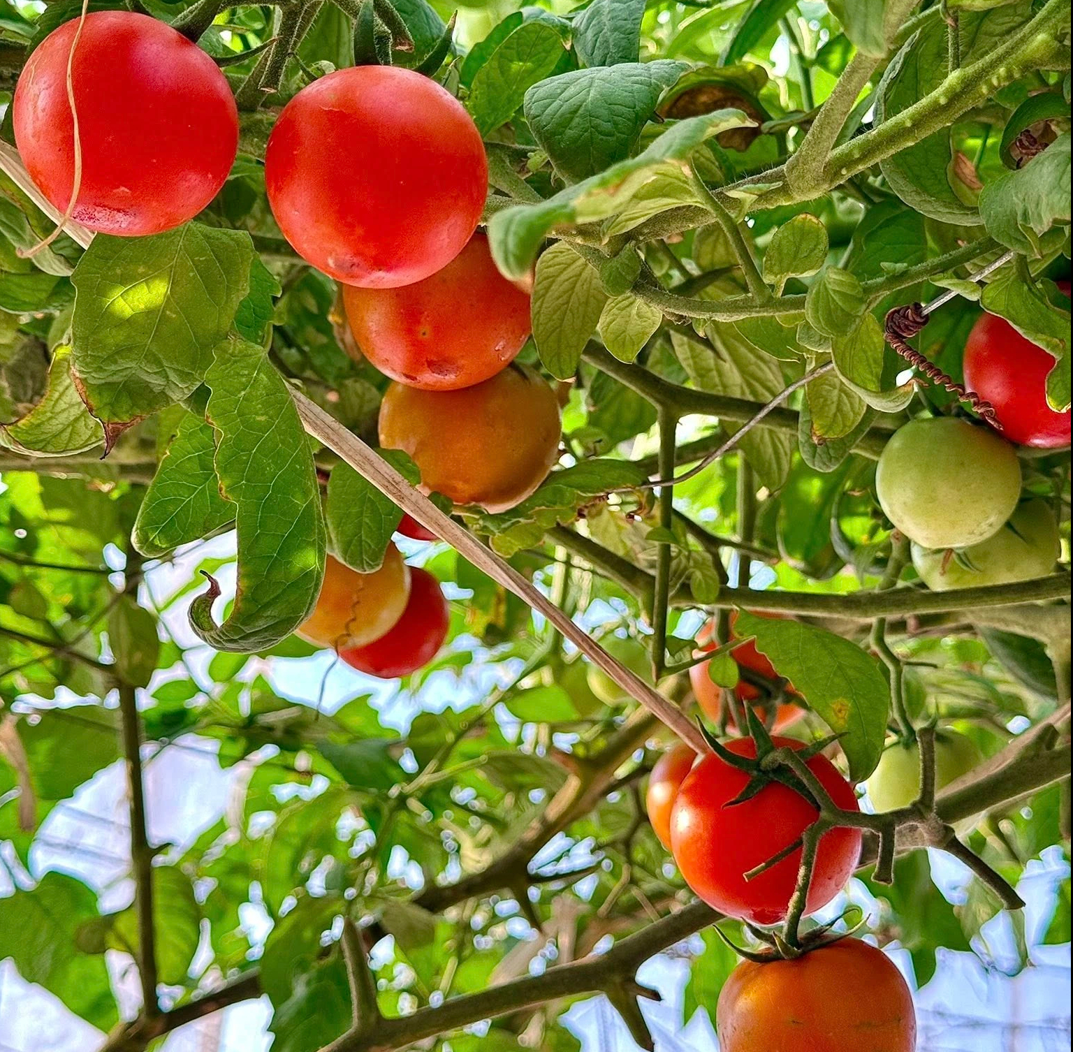 ‘Căn gác chữa lành’ xanh mướt với nhiều rau trái sạch của người phụ nữ Đắk Lắk - Ảnh 3.