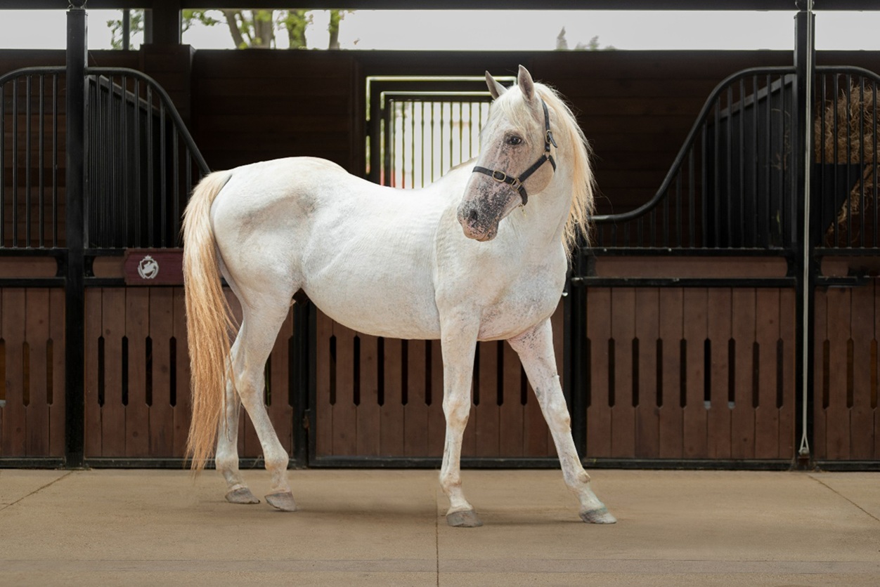 Sắp diễn ra giải cưỡi ngựa chuyên nghiệp tiên phong tại Việt Nam: Vinpearl Equestrian Cup 2025- Ảnh 5. Sắp diễn ra giải cưỡi ngựa chuyên nghiệp tiên phong tại Việt Nam: Vinpearl Equestrian Cup 2025- Ảnh 5.