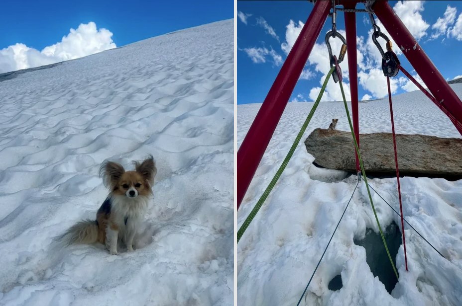 Chú chó Chihuahua trở thành anh hùng trong vụ cứu hộ khe băng ở thụy sĩ - Ảnh 1.