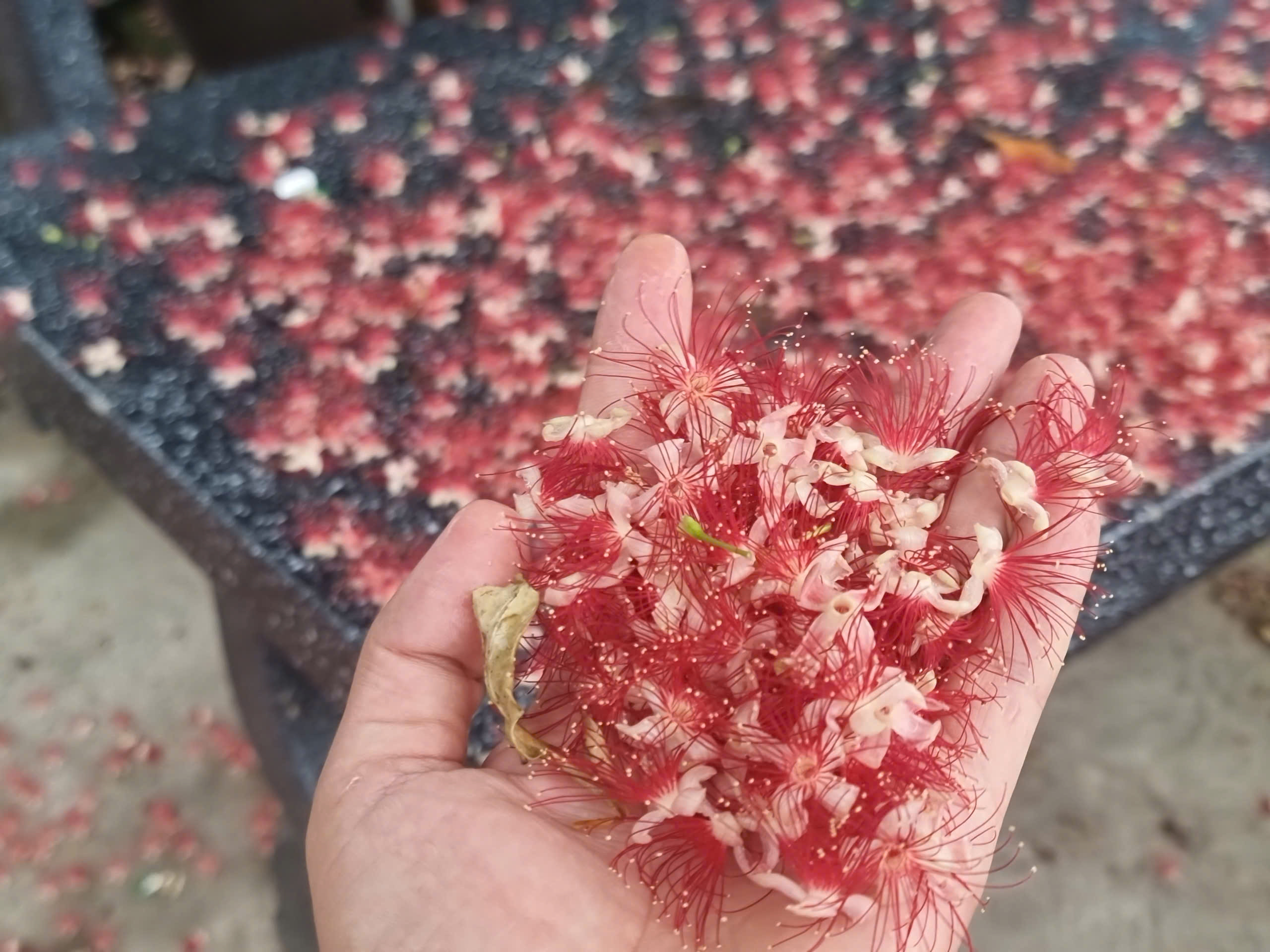 Hoa lộc vừng rụng đầy sân, dân Quảng Trị xếp hình vui mắt- Ảnh 2. Hoa lộc vừng rụng đầy sân, dân Quảng Trị xếp hình vui mắt- Ảnh 2.