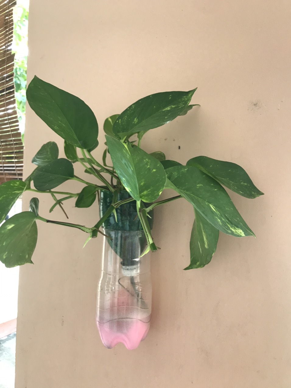 Vnášení zelených stromů a květin do školního prostoru - Foto 4. Đưa cây xanh, cỏ hoa vào không gian trường học- Ảnh 4.