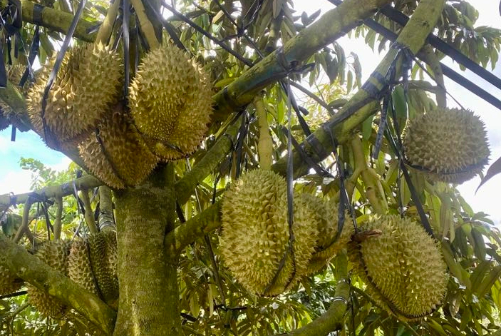 Xuất khẩu rau quả 'nín thở' chờ tăng tốc cuối năm- Ảnh 1. Xuất khẩu rau quả 'nín thở' chờ tăng tốc cuối năm- Ảnh 1.