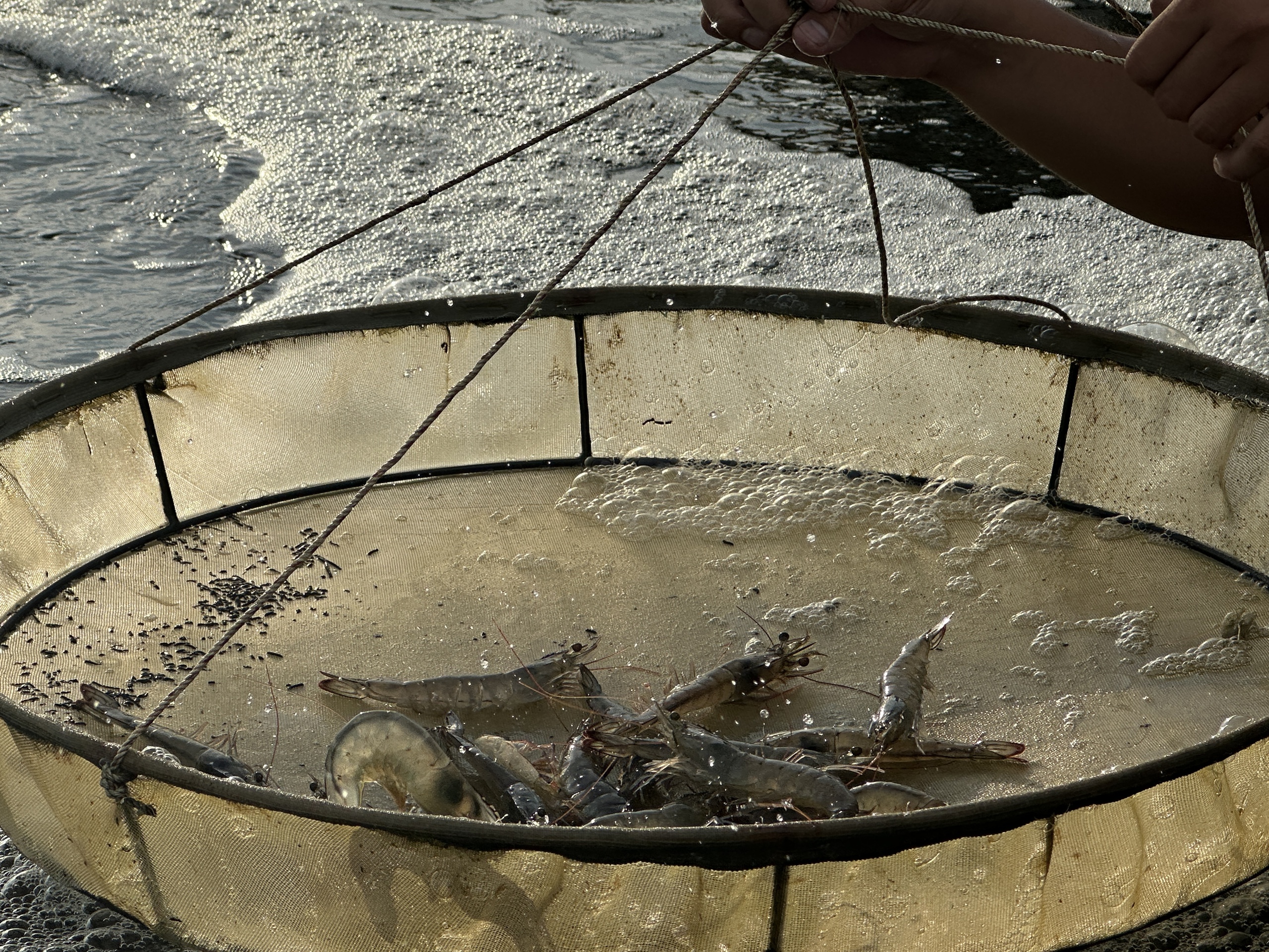 Cà Mau nắng nóng gay gắt, hơn 1.300 ha nuôi thủy sản thiệt hại trên 70%- Ảnh 1.