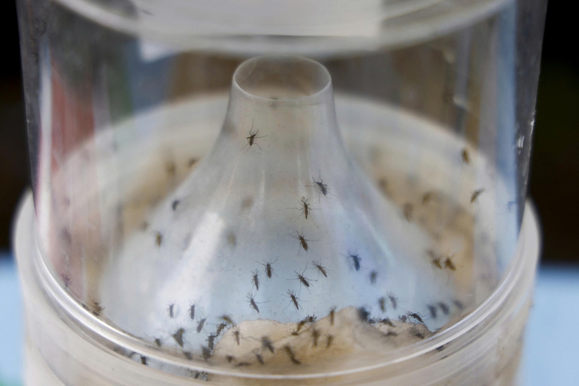 3 Biện pháp phòng bệnh chikungunya hiệu quả và an toàn cho sức khỏe gia đình - Ảnh 1.