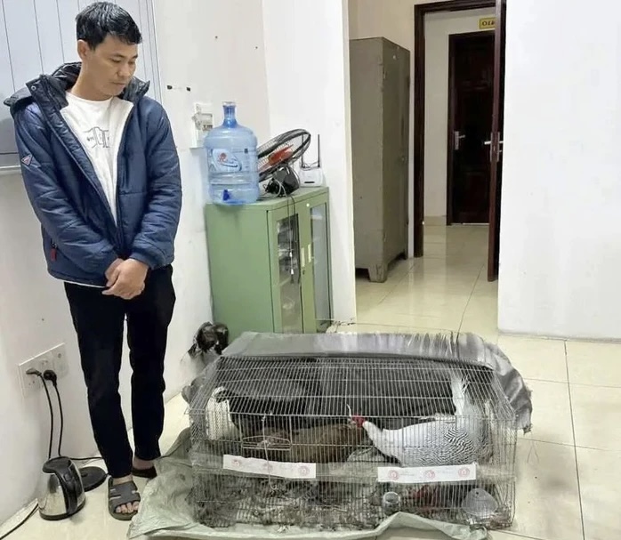 Bán gà lôi trắng lãnh 6 năm tù: Nhiều luật sư sẵn sàng bào chữa miễn phí- Ảnh 1. Bán gà lôi trắng lãnh 6 năm tù: Nhiều luật sư sẵn sàng bào chữa miễn phí- Ảnh 1.