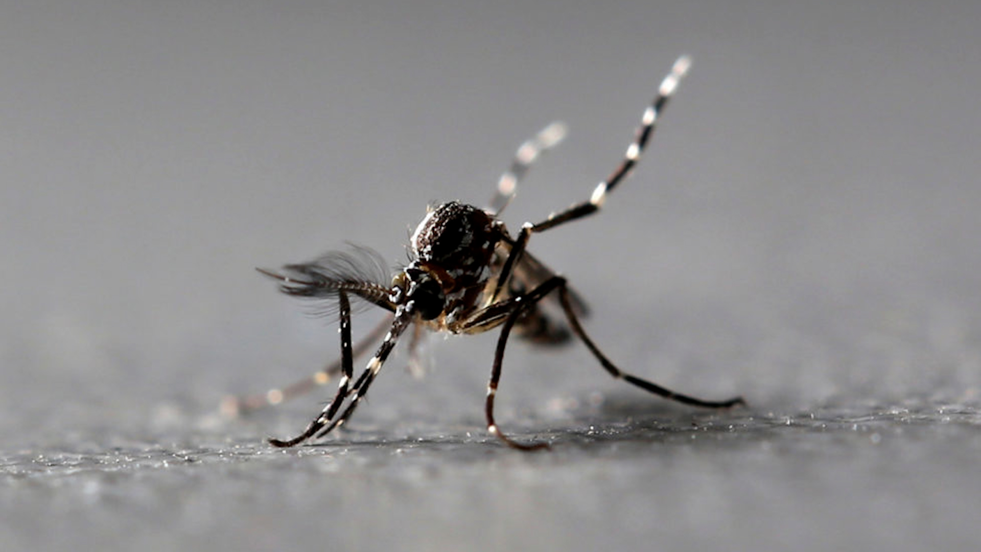 Virus chikungunya l&agrave; g&igrave;, phương ph&aacute;p chống chọi với n&oacute; ra sao? - Ảnh 1.