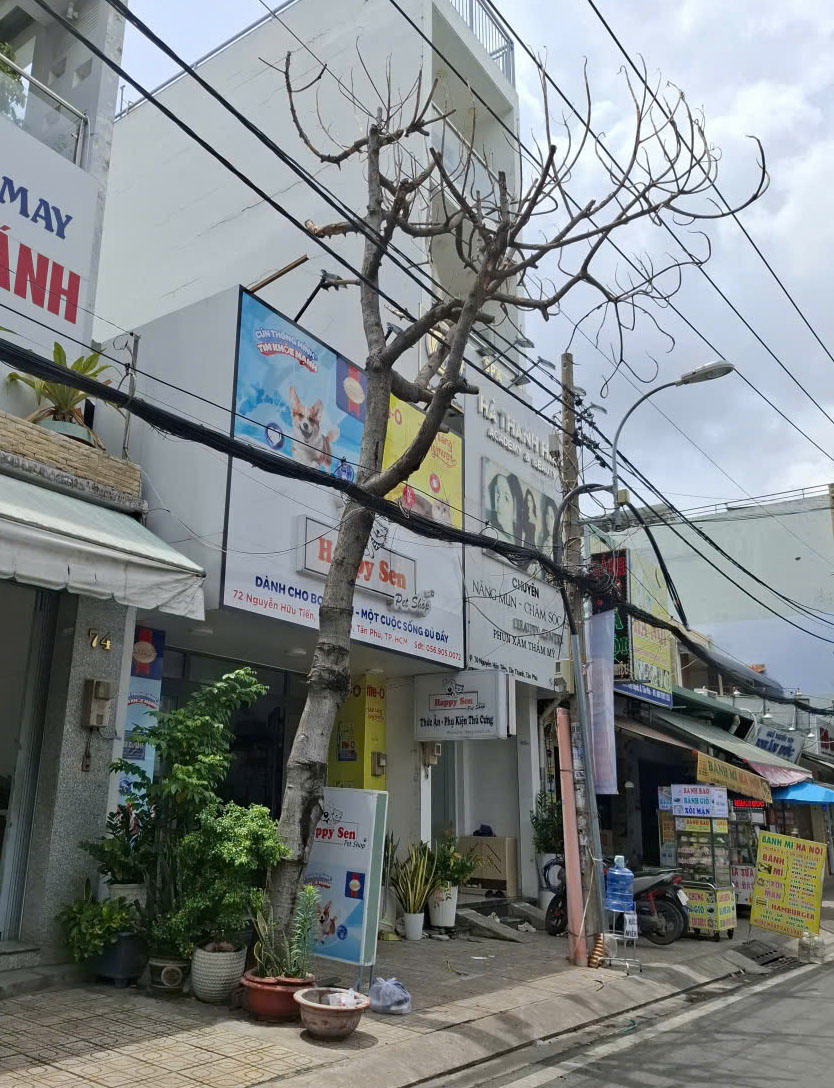 Cây chết khô lâu ngày chưa được xử lý- Ảnh 1.