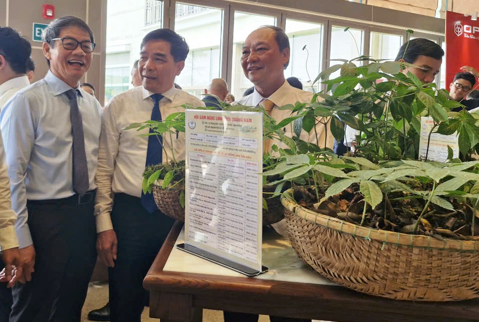 Tập đoàn Trường Hải tham gia nghiên cứu, chế biến sâm Ngọc Linh- Ảnh 2.