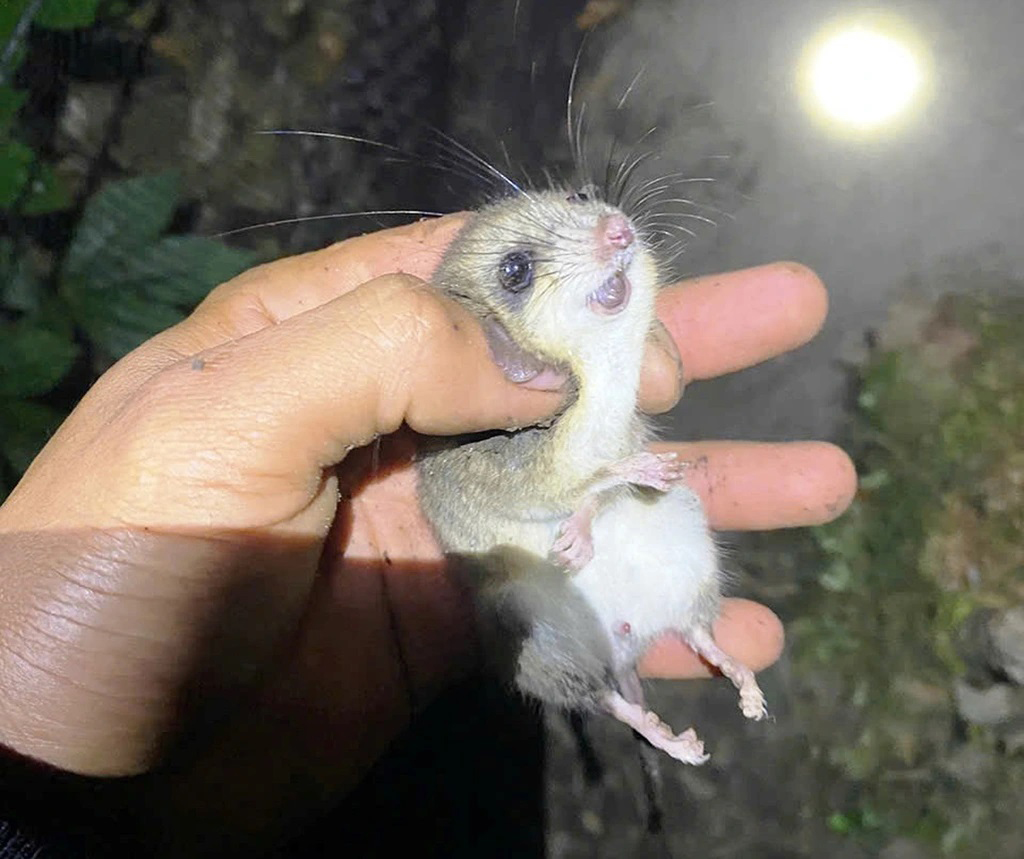 Ngăn chặn 'chuột quý tộc' cắn phá sâm Ngọc Linh - Ảnh 1.