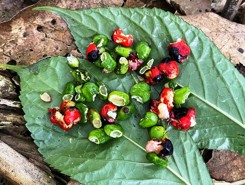 Ngăn chặn 'chuột quý tộc' cắn phá sâm Ngọc Linh - Ảnh 2.