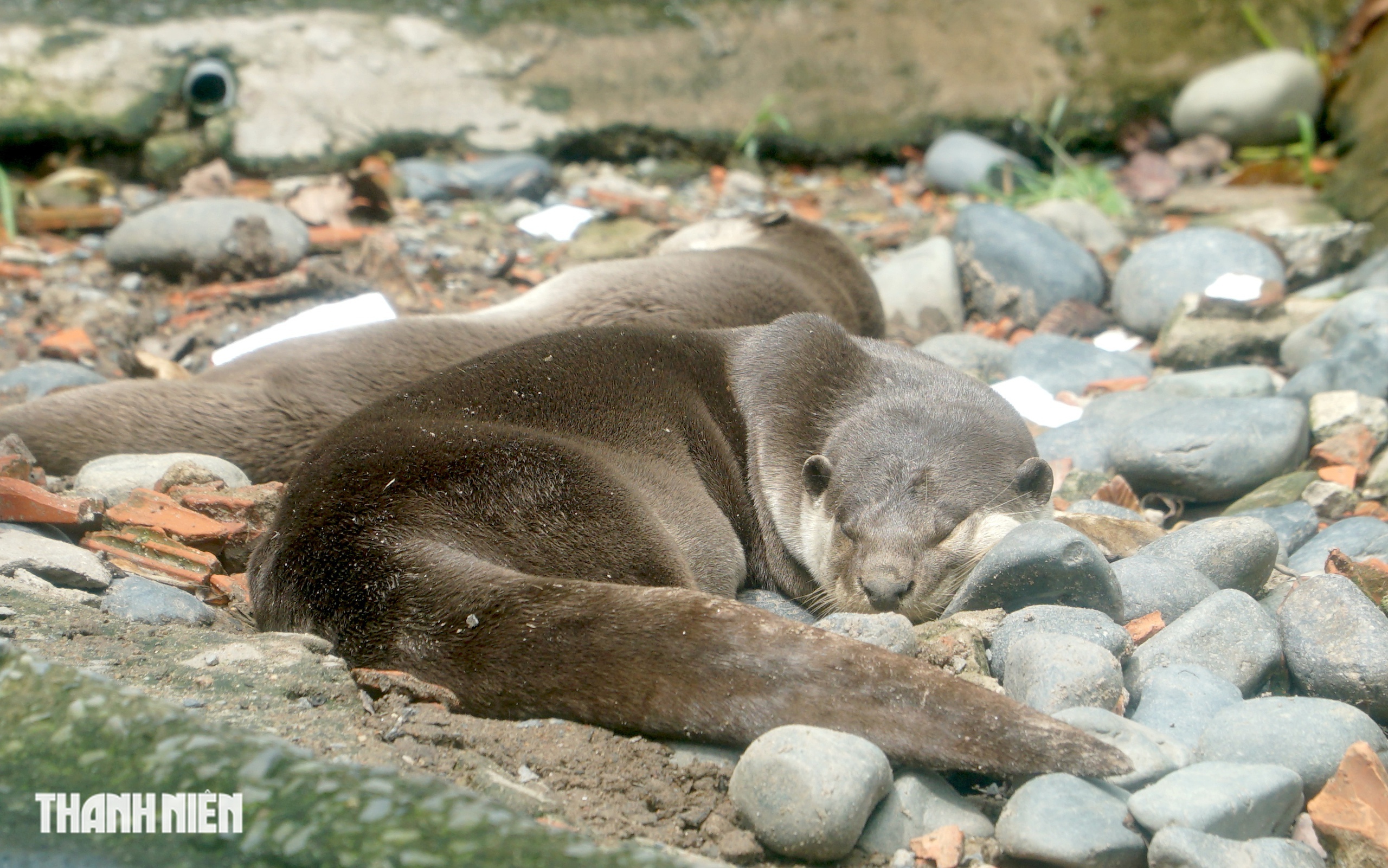 R&aacute;i c&aacute; v&agrave; rắn hổ mang ch&uacute;a ở Thảo Cầm Vi&ecirc;n S&agrave;i G&ograve;n c&oacute; ' l&yacute; lịch ' đặc biệt - Ảnh 2.